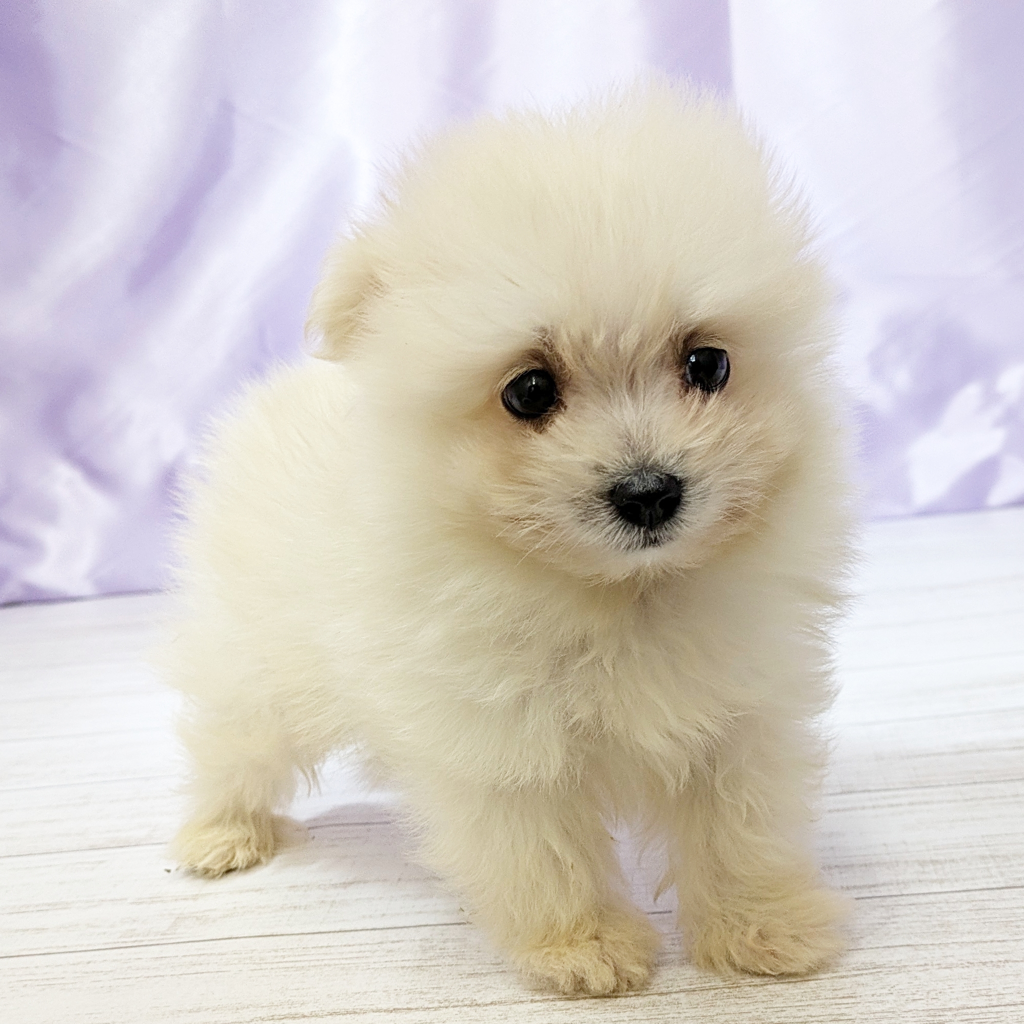 兵庫県のポメマル/マルポメ(ポメラニアン×マルチーズ) (犬の家＆猫の里尼崎店/2025年9月17日生まれ/男の子/ホワイト)の子犬の1枚目の画像