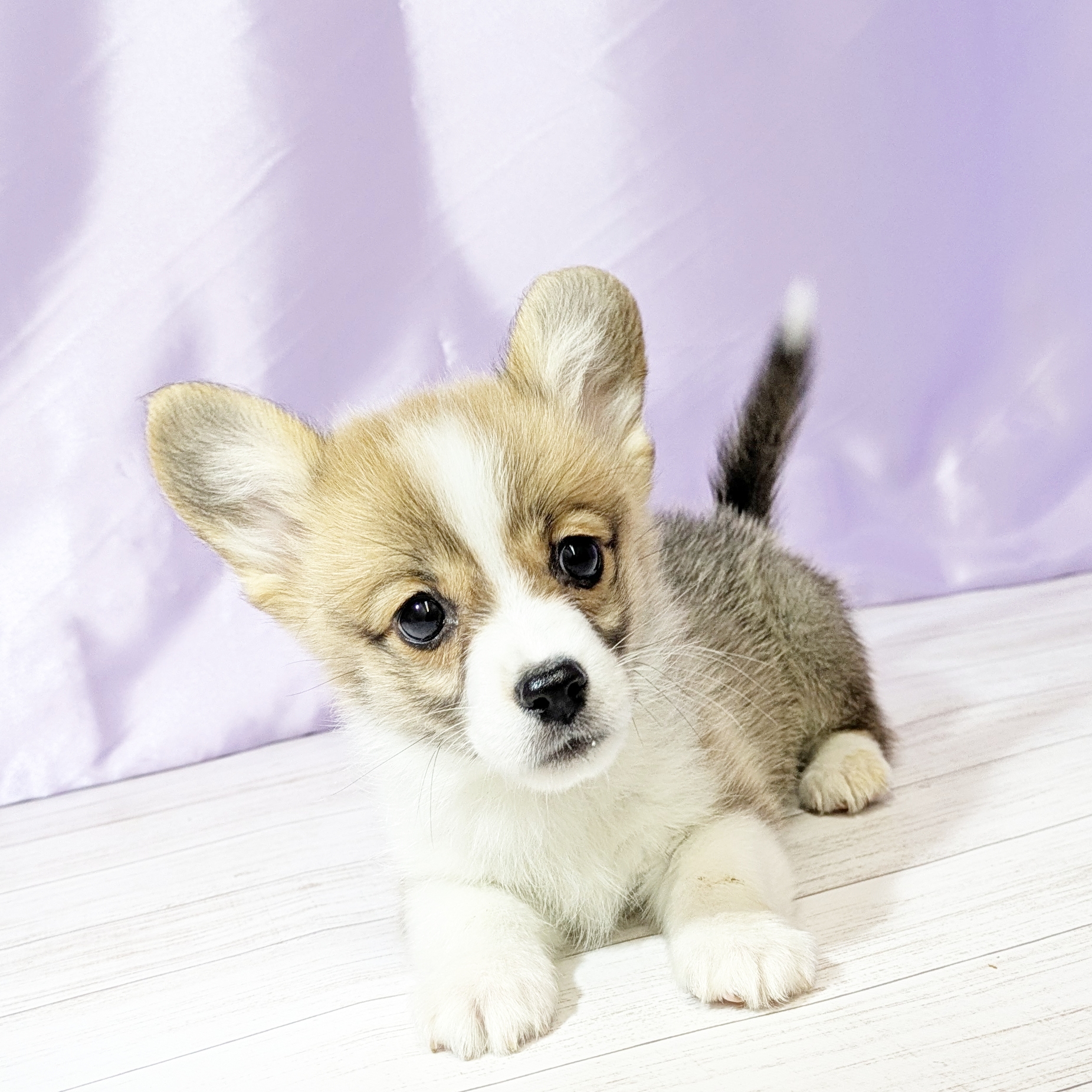 兵庫県のウェルシュコーギーペンブローク (犬の家＆猫の里尼崎店/2025年9月17日生まれ/女の子/レッドホワイト)の子犬の1枚目の画像