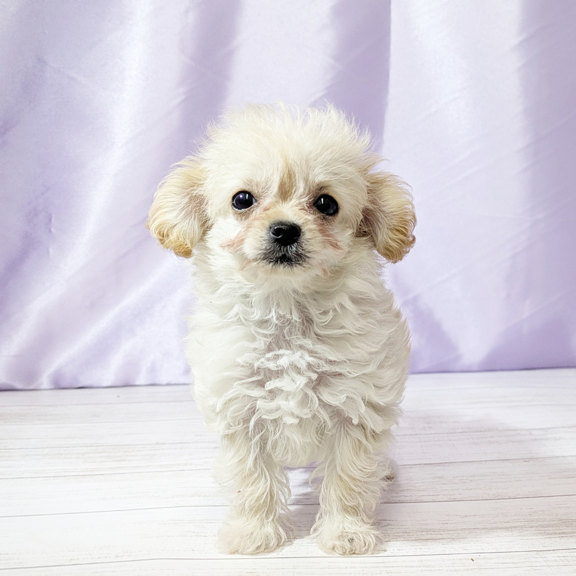 兵庫県のチワプー/プーチー(チワワ×プードル) (犬の家＆猫の里尼崎店/2025年9月23日生まれ/女の子/クリーム)の子犬