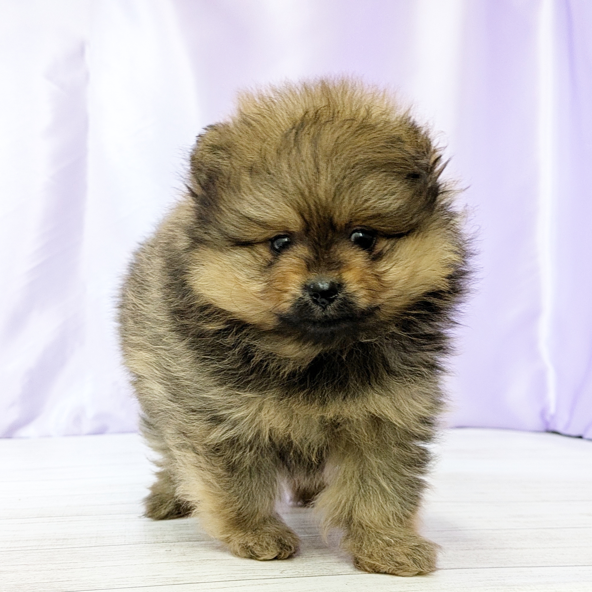 兵庫県のポメラニアン (犬の家＆猫の里尼崎店/2025年9月28日生まれ/男の子/オレンジ)の子犬