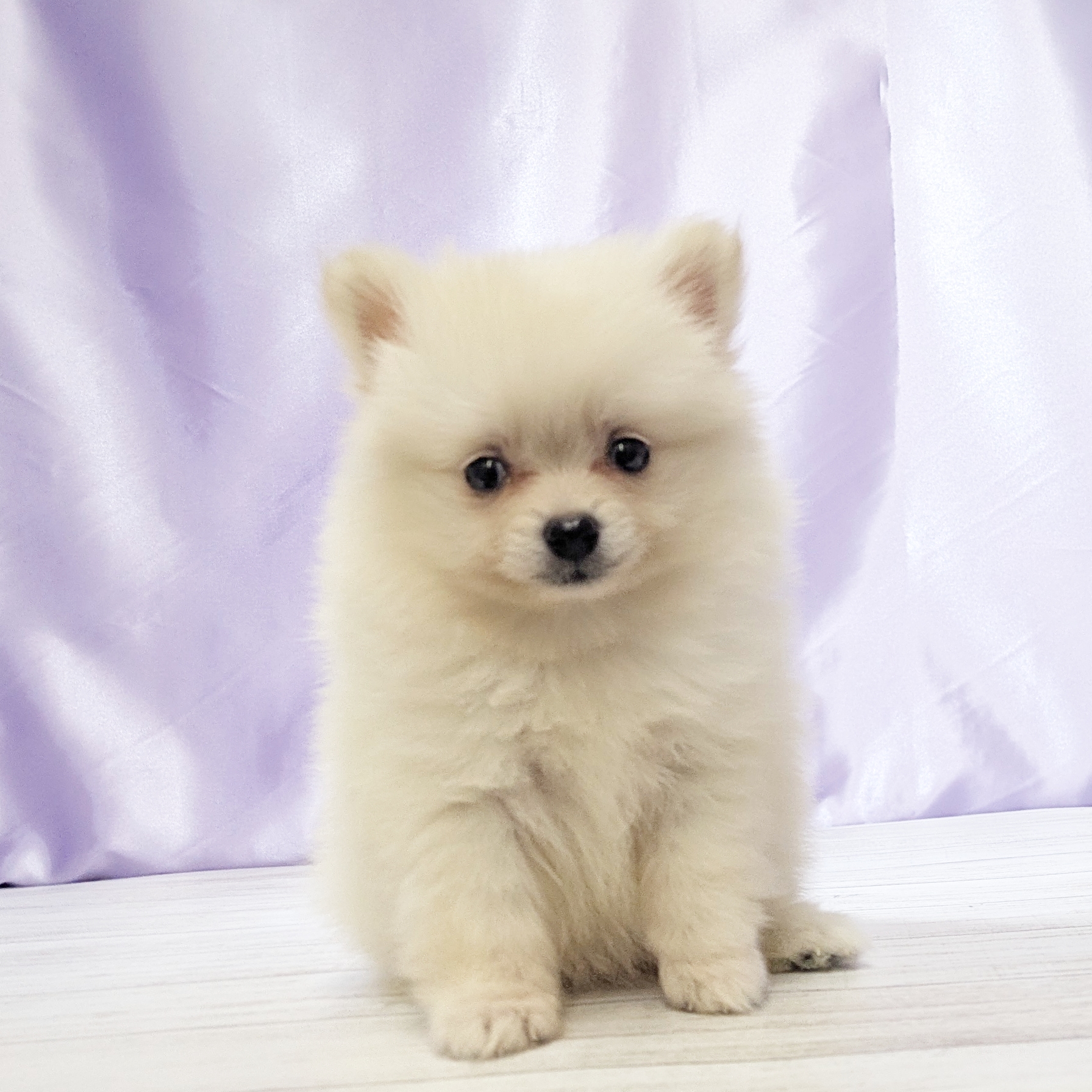 兵庫県のポメラニアン (犬の家＆猫の里尼崎店/2025年9月24日生まれ/女の子/クリーム)の子犬