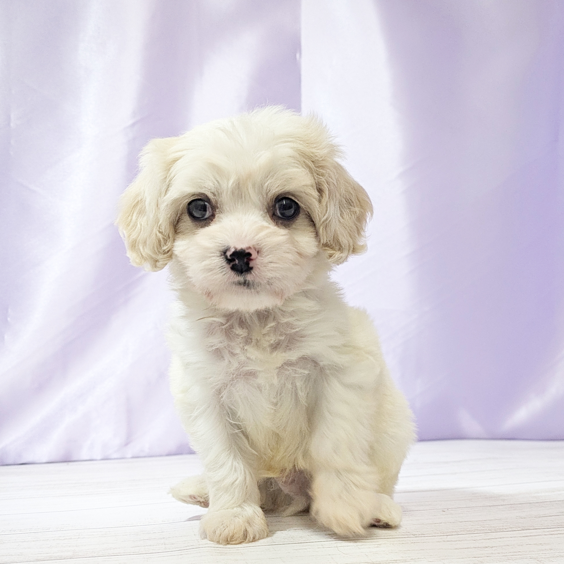 兵庫県のハーフ犬・ミックス犬 (犬の家＆猫の里尼崎店/2025年9月26日生まれ/男の子/ホワイトクリーム)の子犬の1枚目の画像