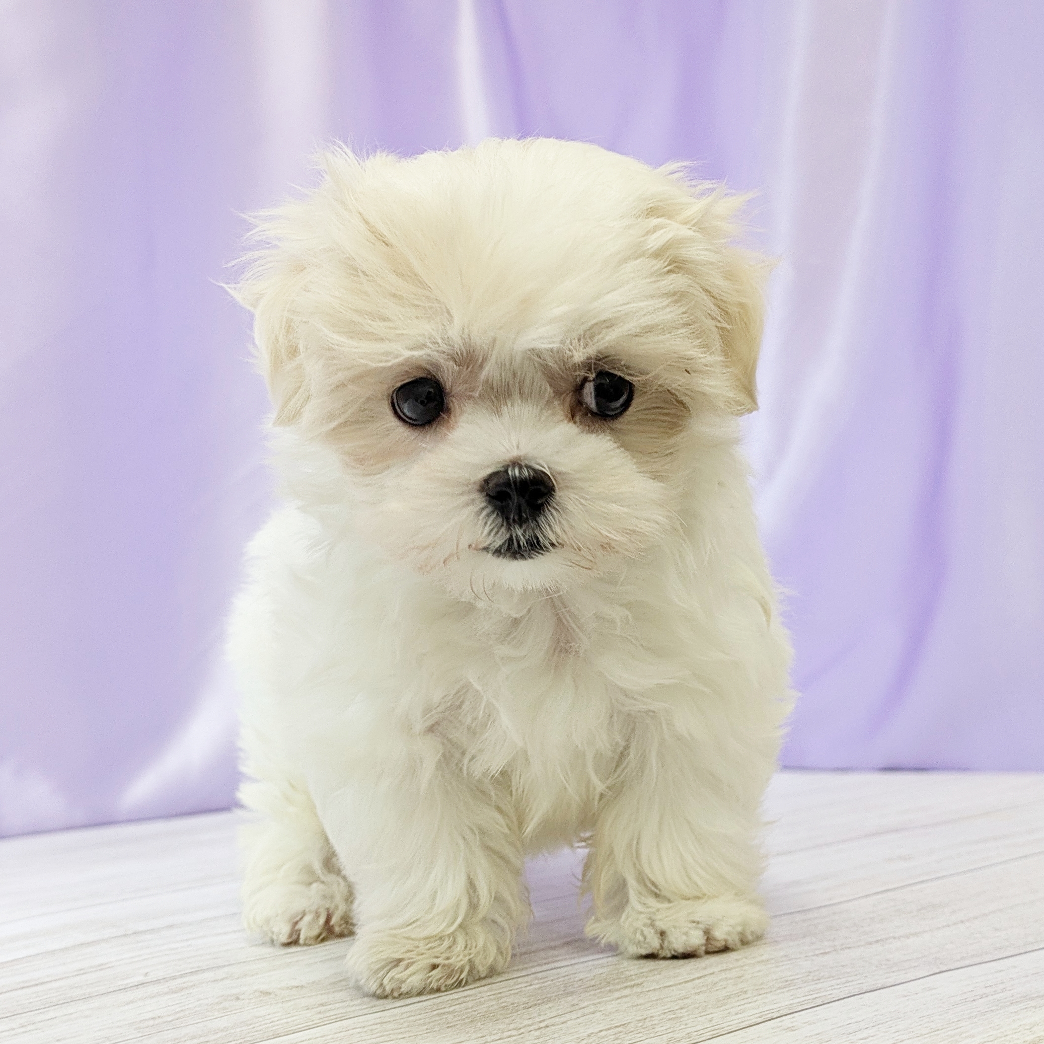 マルチーズ女の子の写真