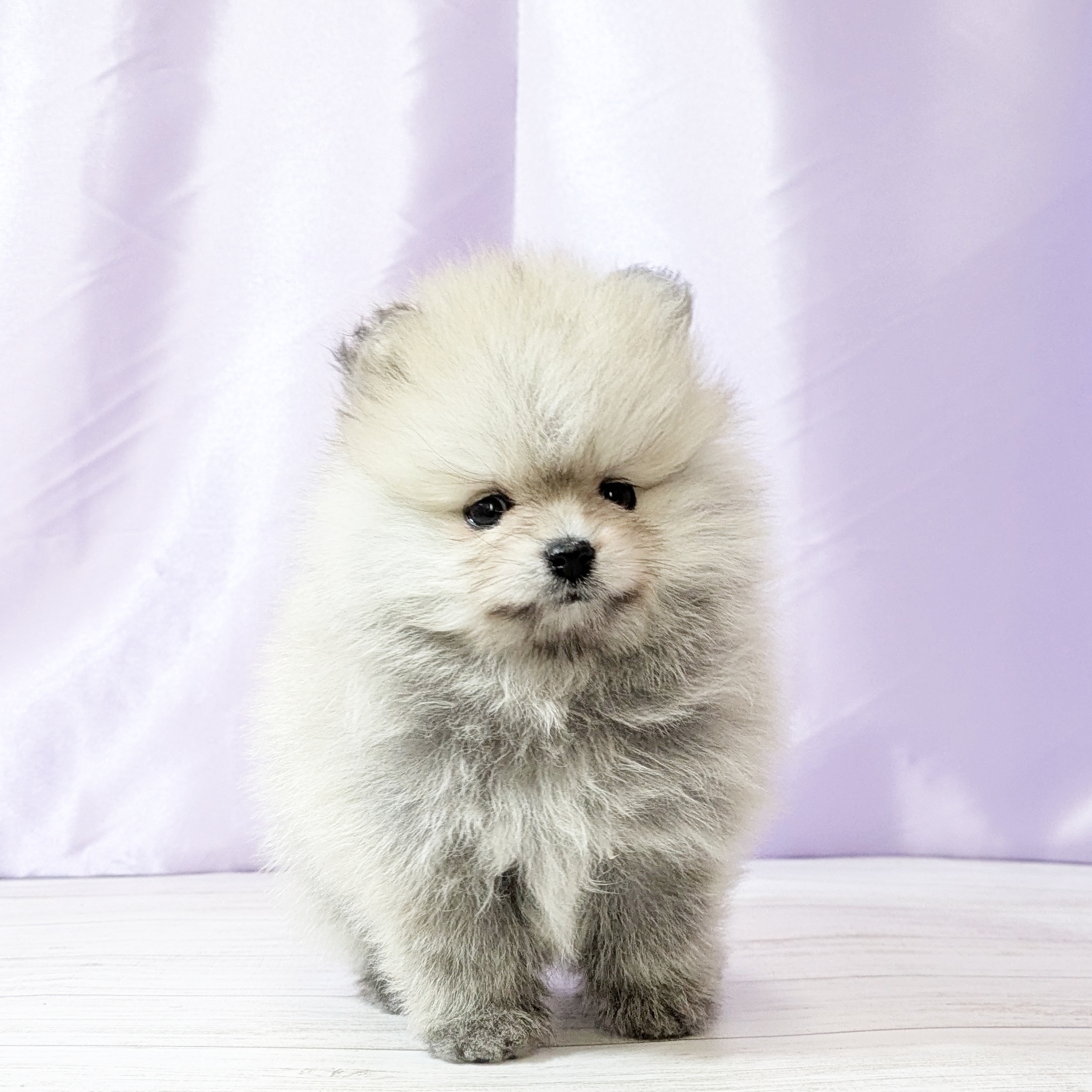 ポメラニアン女の子の写真