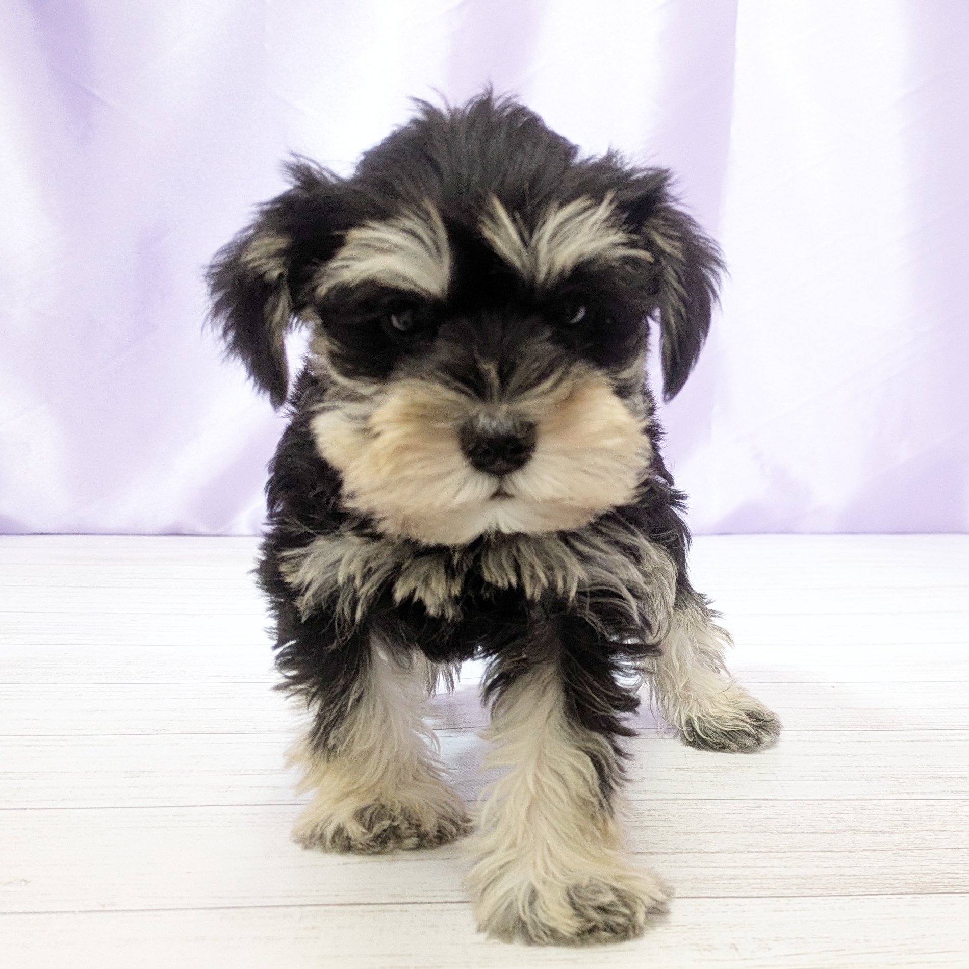 ミニチュアシュナウザー男の子の写真