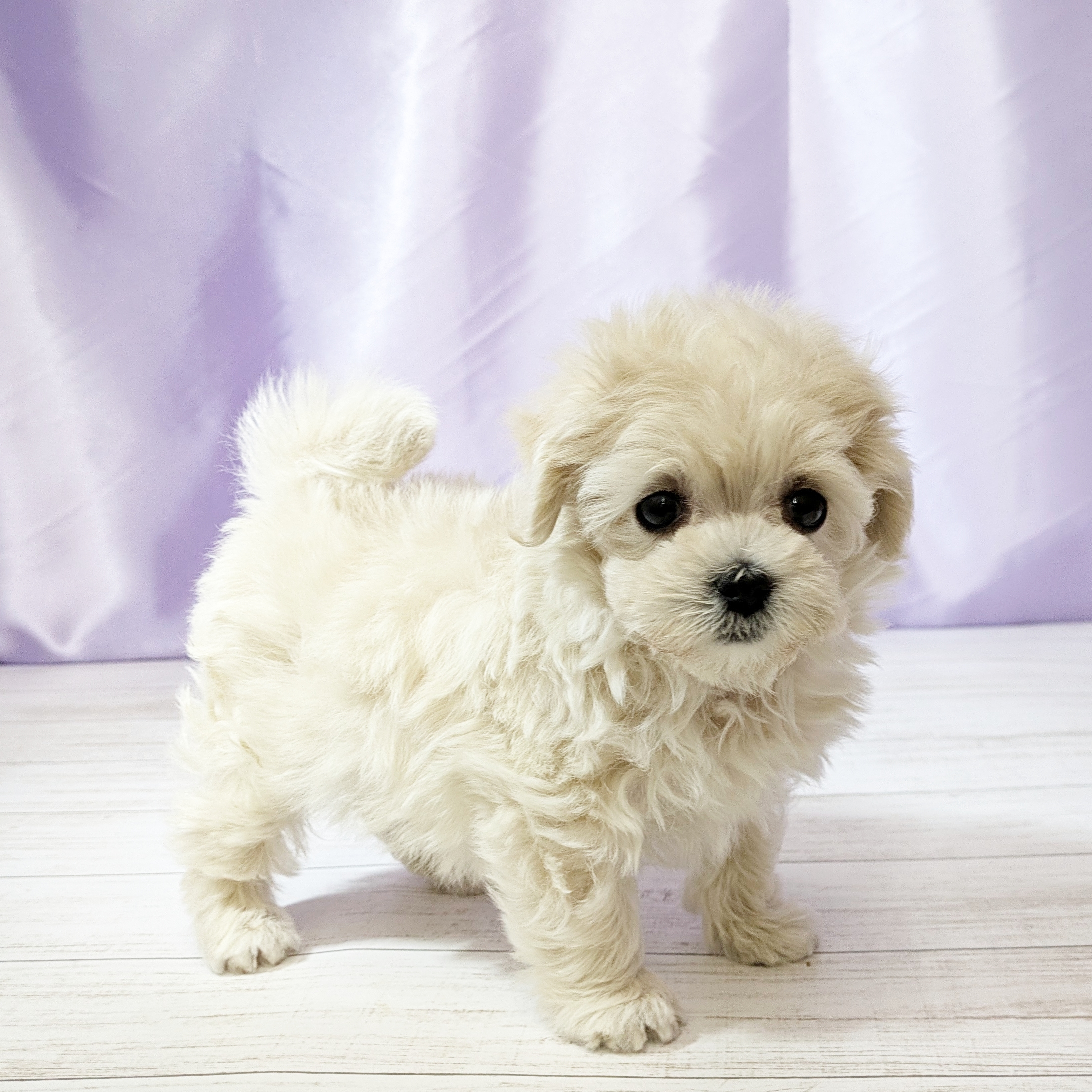 兵庫県のマルプー(マルチーズ×プードル) (犬の家＆猫の里尼崎店/2025年10月27日生まれ/女の子/クリーム)の子犬