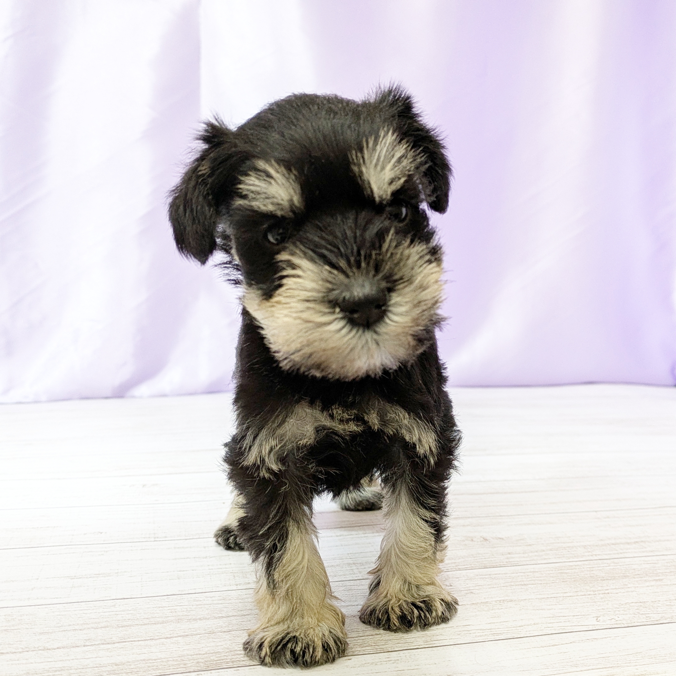 兵庫県のミニチュアシュナウザー (犬の家＆猫の里尼崎店/2025年10月24日生まれ/女の子/ブラックシルバー)の子犬