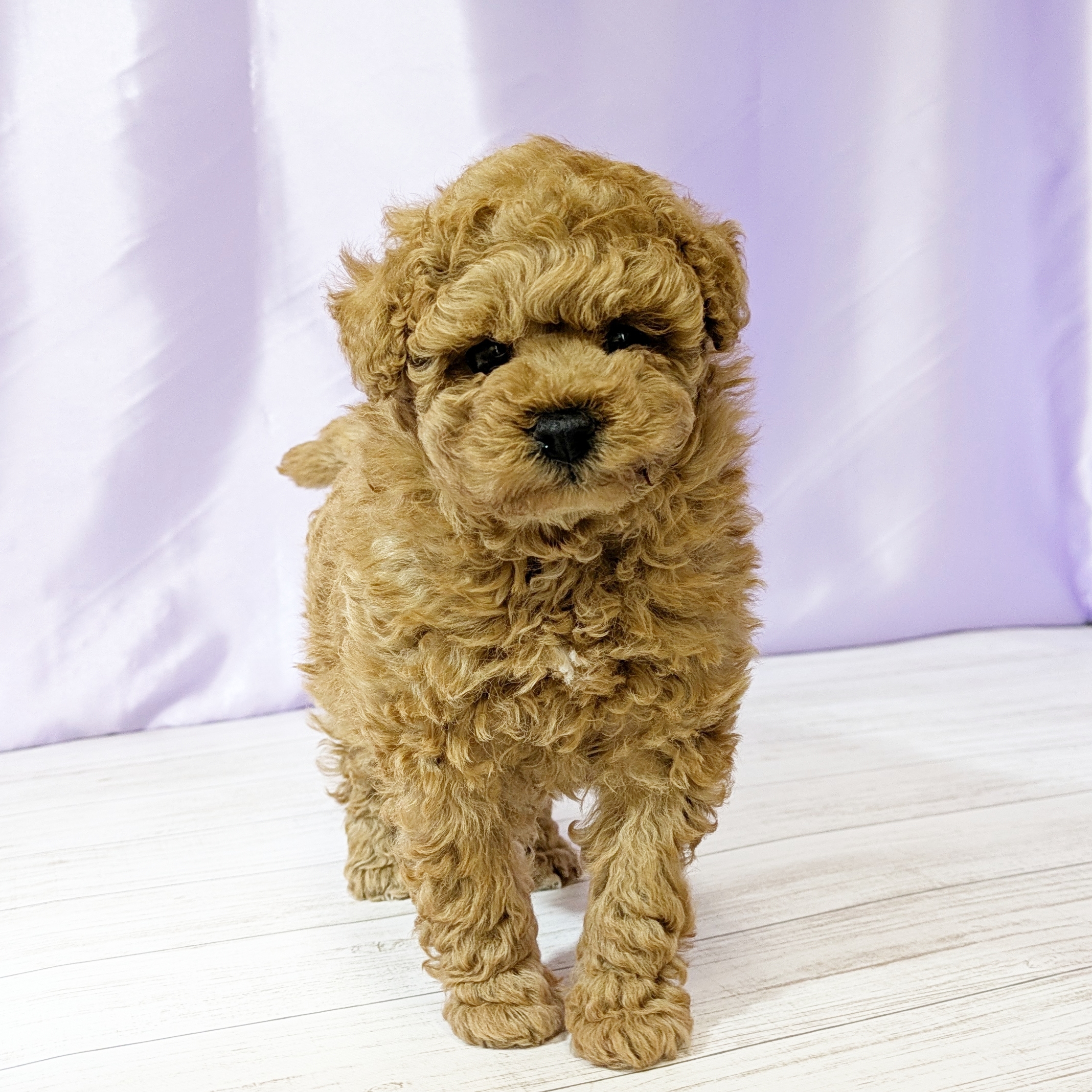 兵庫県のトイプードル(トイ) (犬の家＆猫の里尼崎店/2025年10月31日生まれ/女の子/オレンジフォーン)の子犬の1枚目の画像