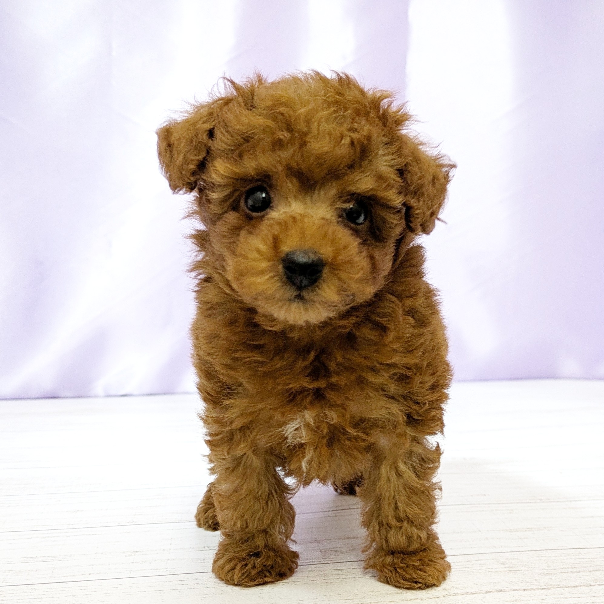 兵庫県のトイプードル(トイ) (犬の家＆猫の里尼崎店/2025年10月30日生まれ/男の子/レッドフォーン)の子犬の1枚目の画像