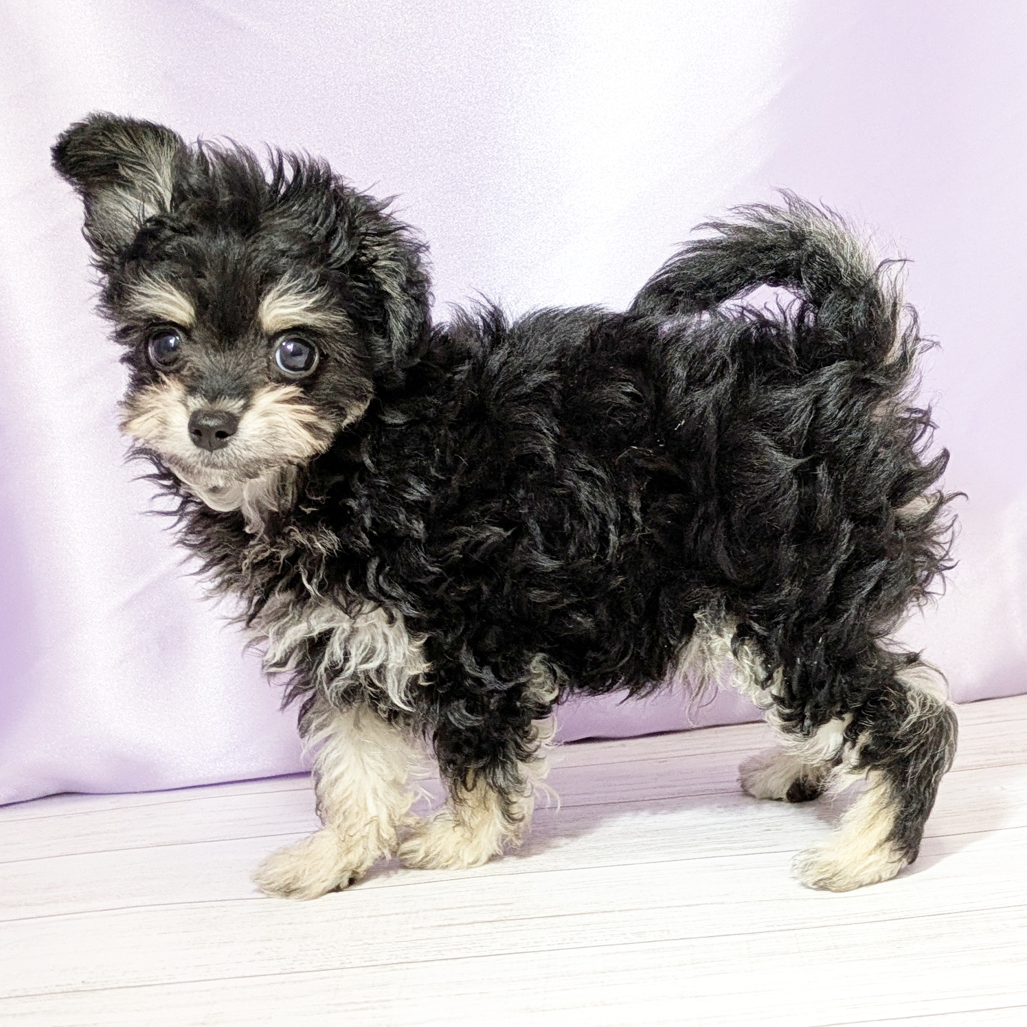 兵庫県のチワプー/プーチー(チワワ×プードル) (犬の家＆猫の里尼崎店/2025年10月28日生まれ/男の子/ブラッククリーム)の子犬の2枚目の画像