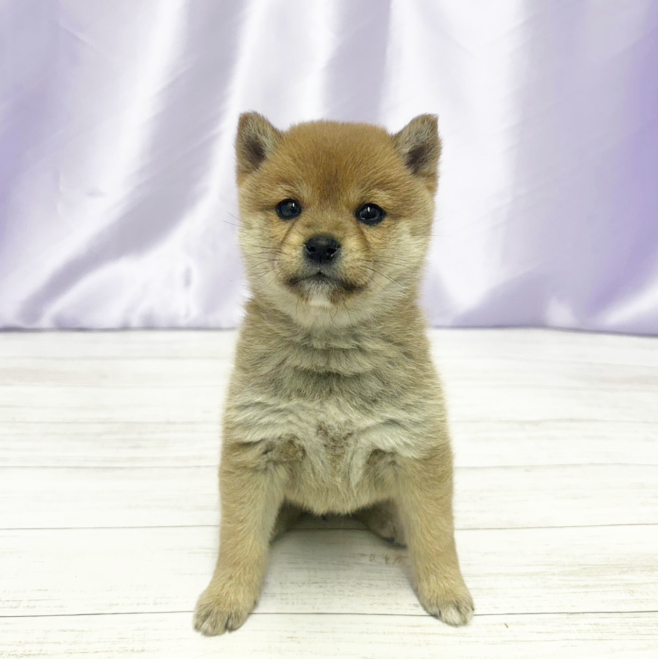 兵庫県の豆柴 (犬の家＆猫の里尼崎店/2025年11月12日生まれ/女の子/赤)の子犬