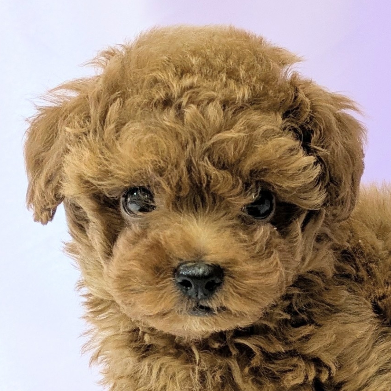 タイニープードル男の子の写真