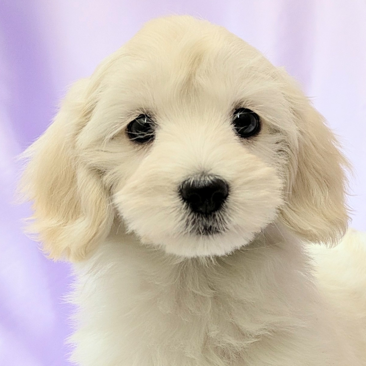 兵庫県のマルックス(マルチーズ×ダックス) (犬の家＆猫の里尼崎店/2025年11月25日生まれ/女の子/クリーム)の子犬の2枚目の画像