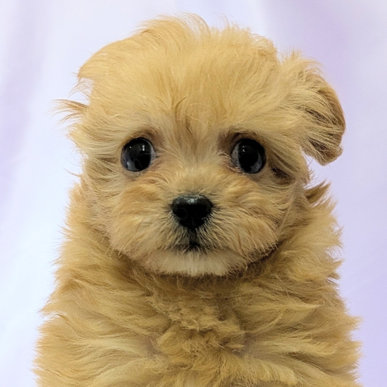 ハーフ犬男の子の写真