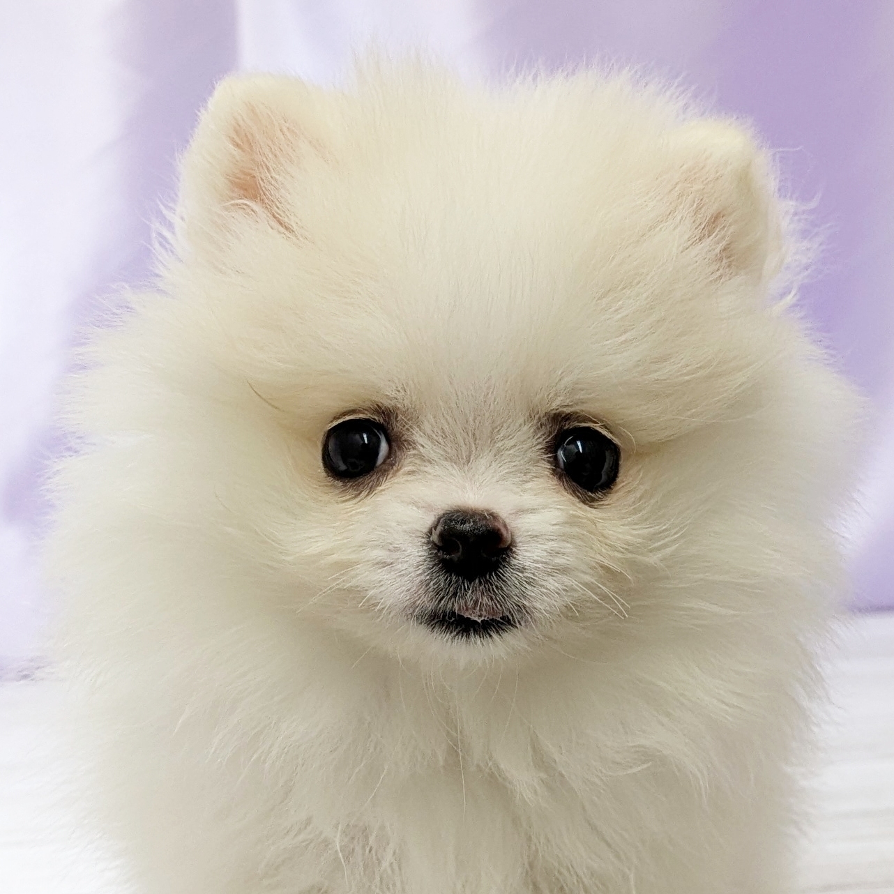 兵庫県のポメラニアン (犬の家＆猫の里尼崎店/2025年11月27日生まれ/女の子/クリーム)の子犬の2枚目の画像