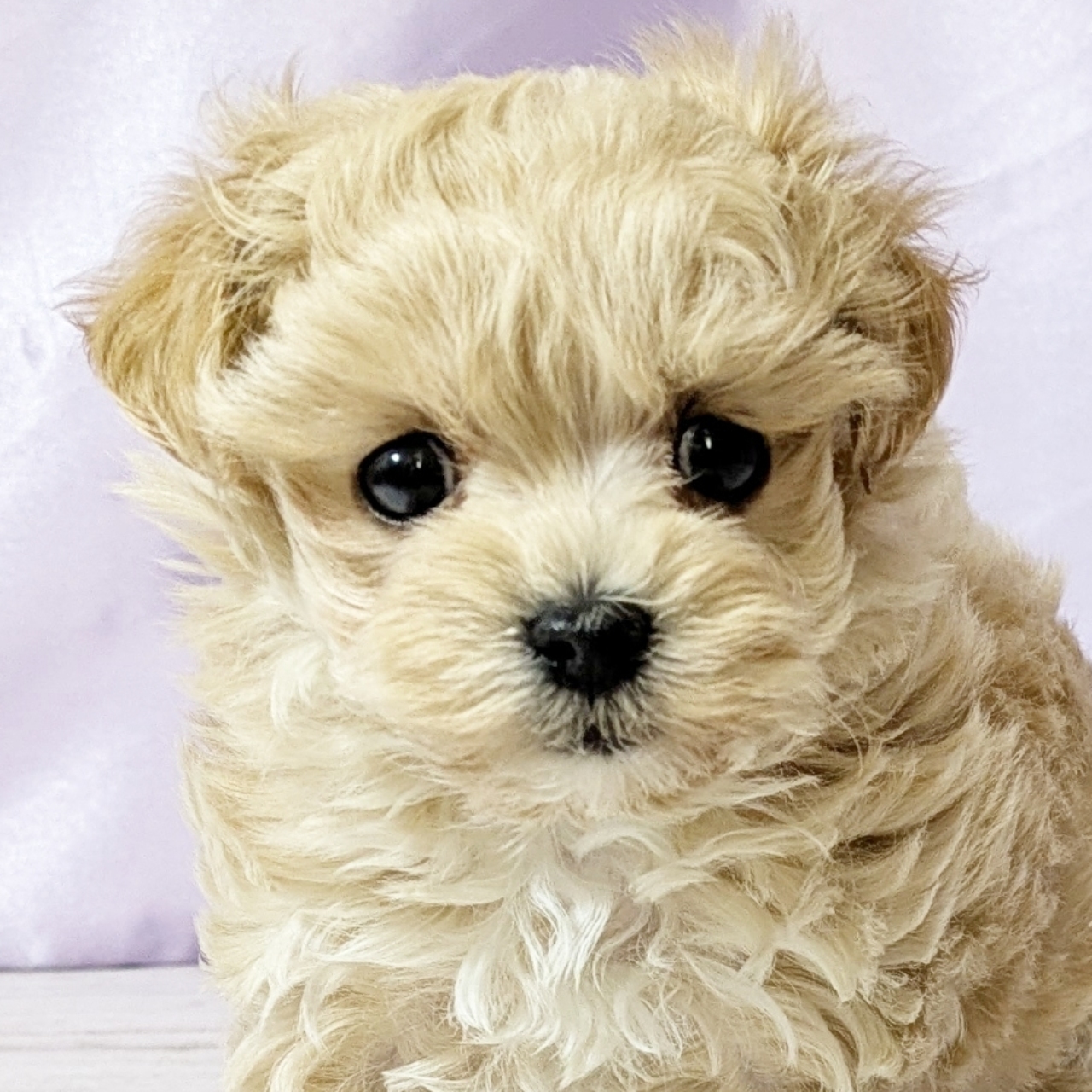 兵庫県のマルプー(マルチーズ×プードル) (犬の家＆猫の里尼崎店/2025年11月26日生まれ/女の子/クリーム)の子犬の2枚目の画像