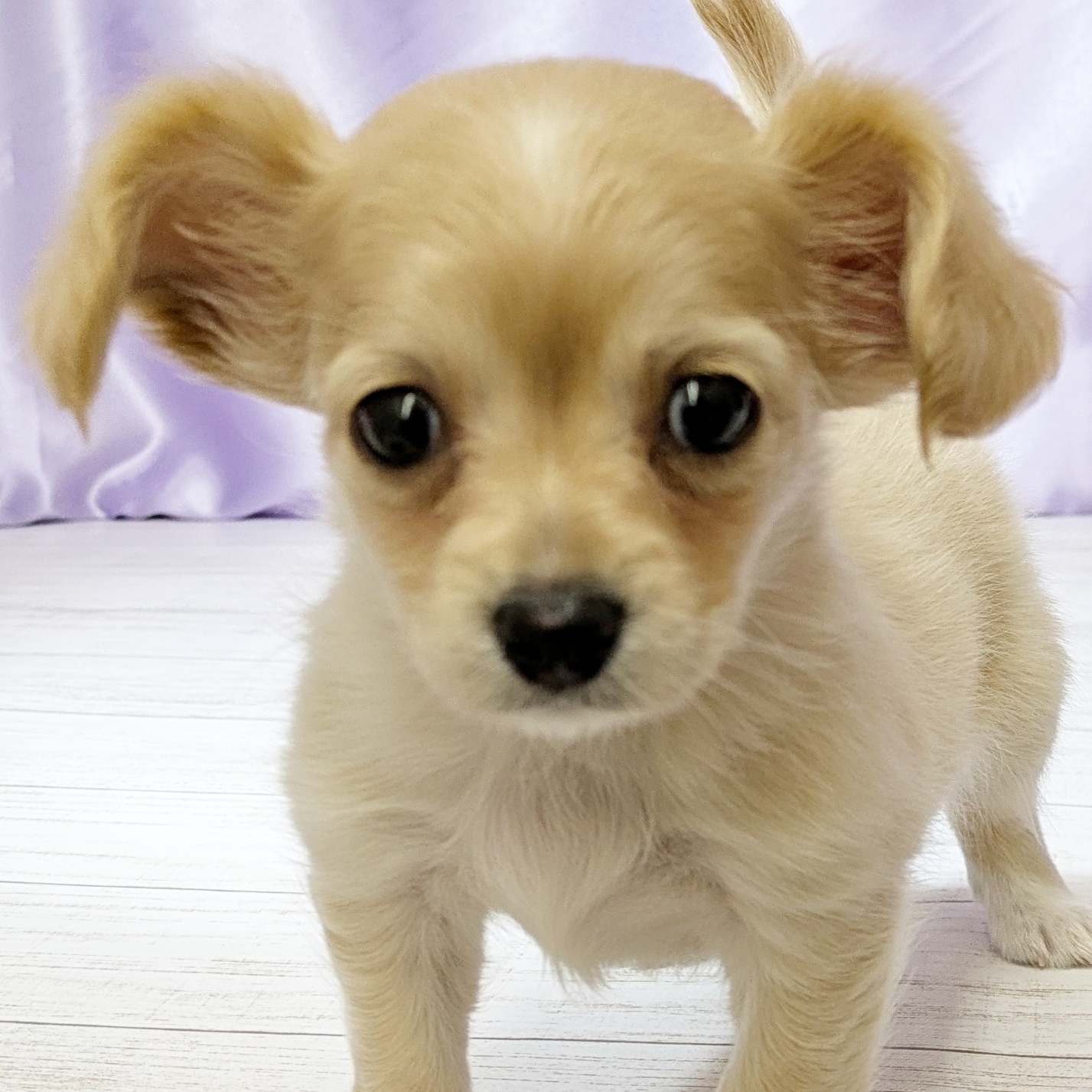 兵庫県のチワックス(チワワ×ダックス) (犬の家＆猫の里尼崎店/2025年11月25日生まれ/女の子/クリームホワイト)の子犬の2枚目の画像