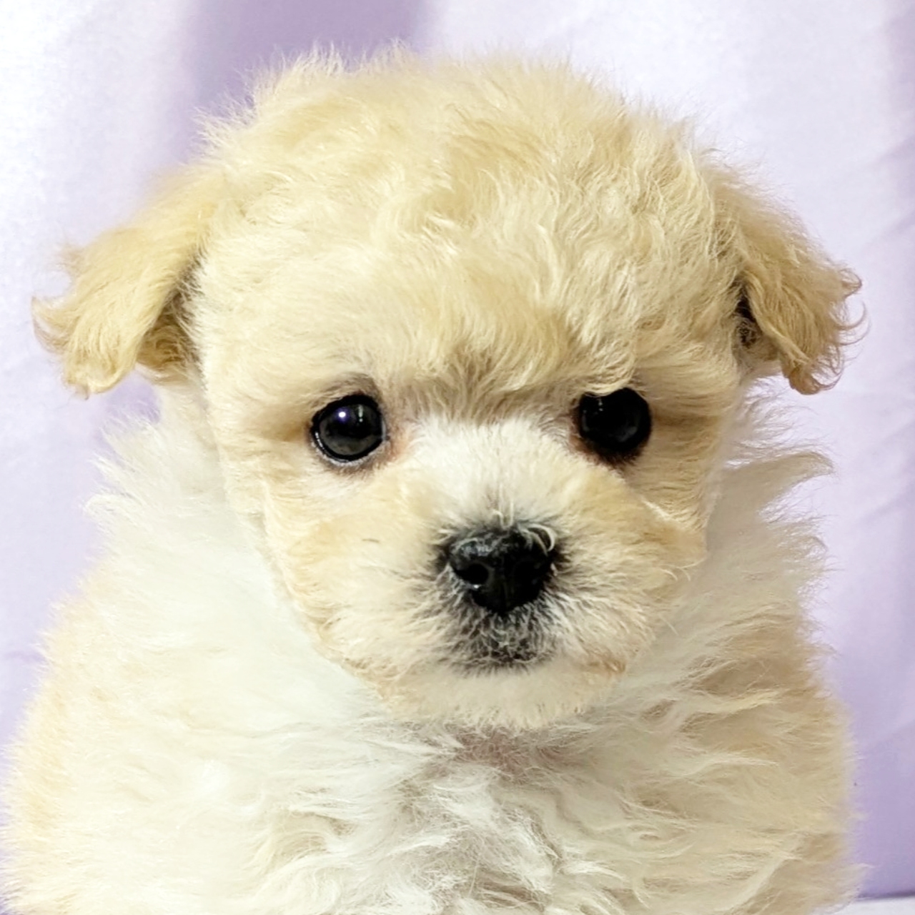 兵庫県のマルプー(マルチーズ×プードル) (犬の家＆猫の里尼崎店/2025年11月21日生まれ/男の子/クリーム)の子犬の2枚目の画像