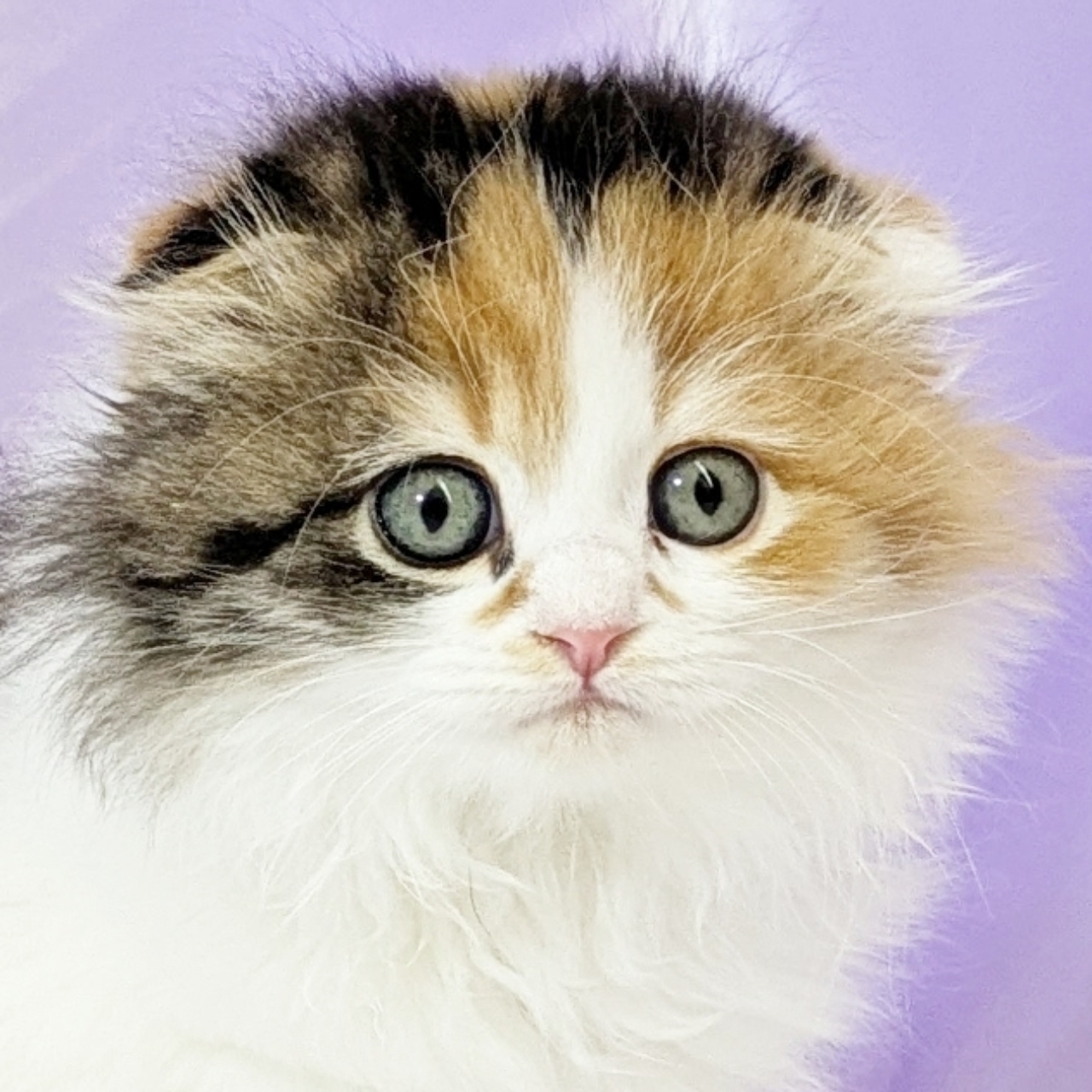 兵庫県のスコティッシュフォールド (犬の家＆猫の里尼崎店/2025年11月14日生まれ/女の子/キャリコ)の子猫の1枚目の画像