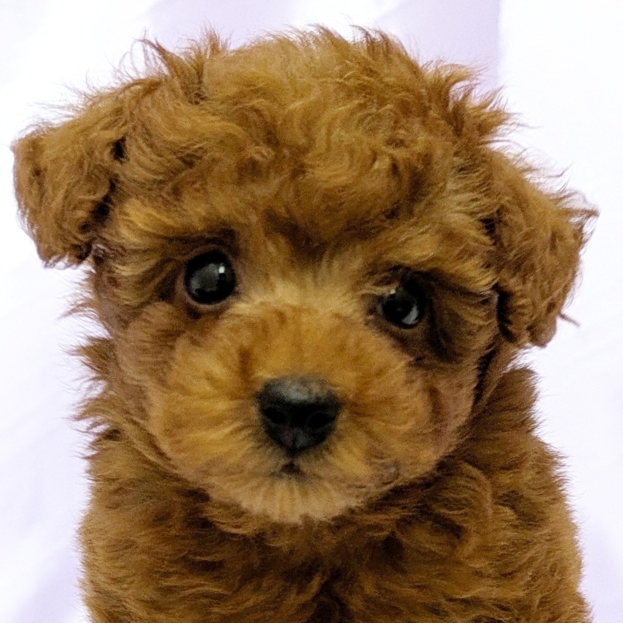 トイプードル男の子の写真