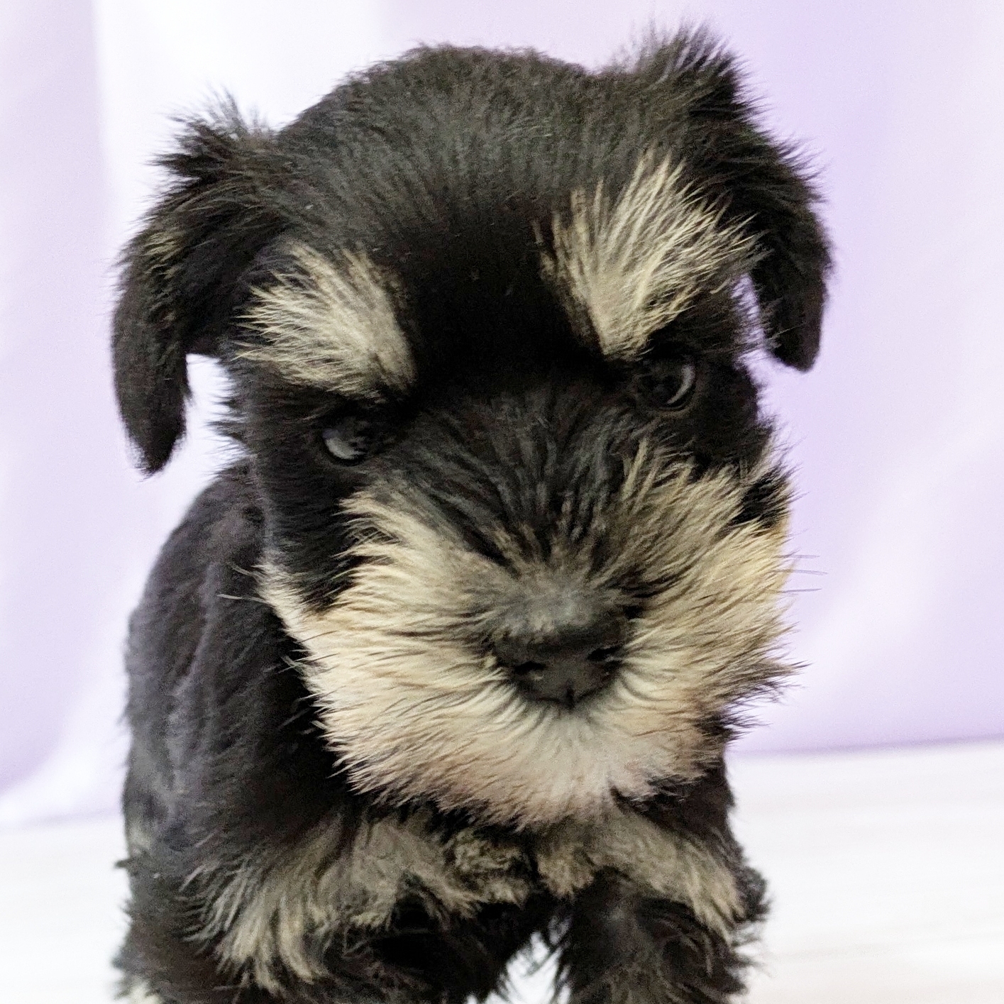 ミニチュアシュナウザー女の子の写真