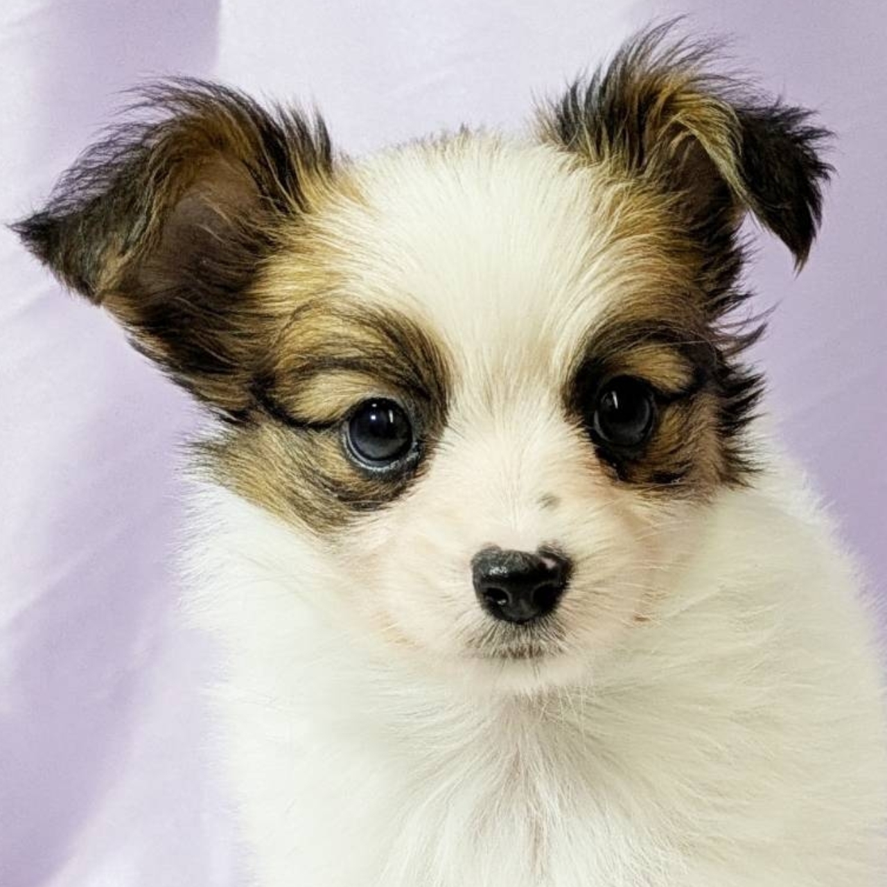 兵庫県のパピヨン (犬の家＆猫の里尼崎店/2025年10月16日生まれ/男の子/ホワイトブラウン)の子犬の1枚目の画像