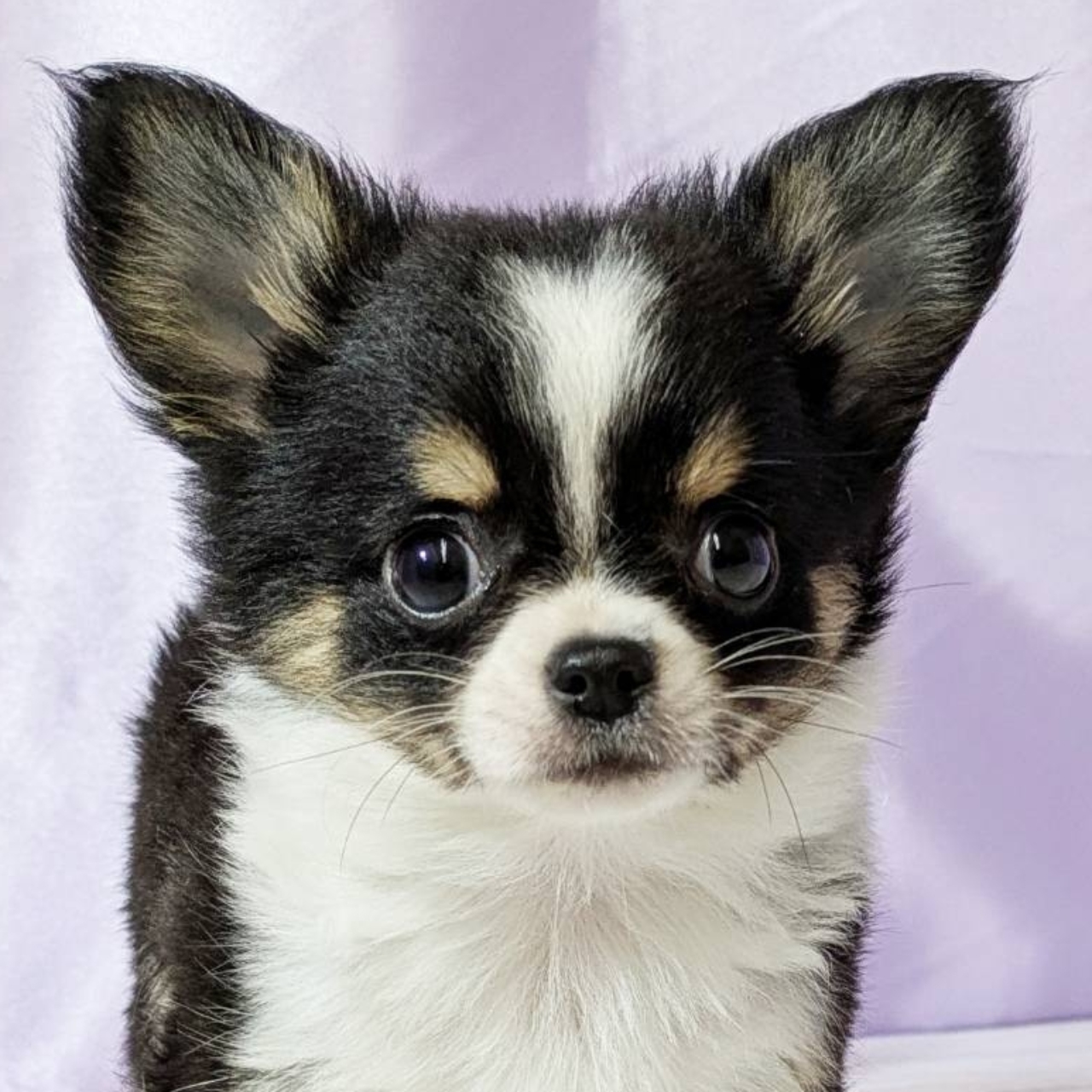 兵庫県のチワワ(ロング) (犬の家＆猫の里尼崎店/2025年10月15日生まれ/男の子/ブラックタンホワイト)の子犬の1枚目の画像