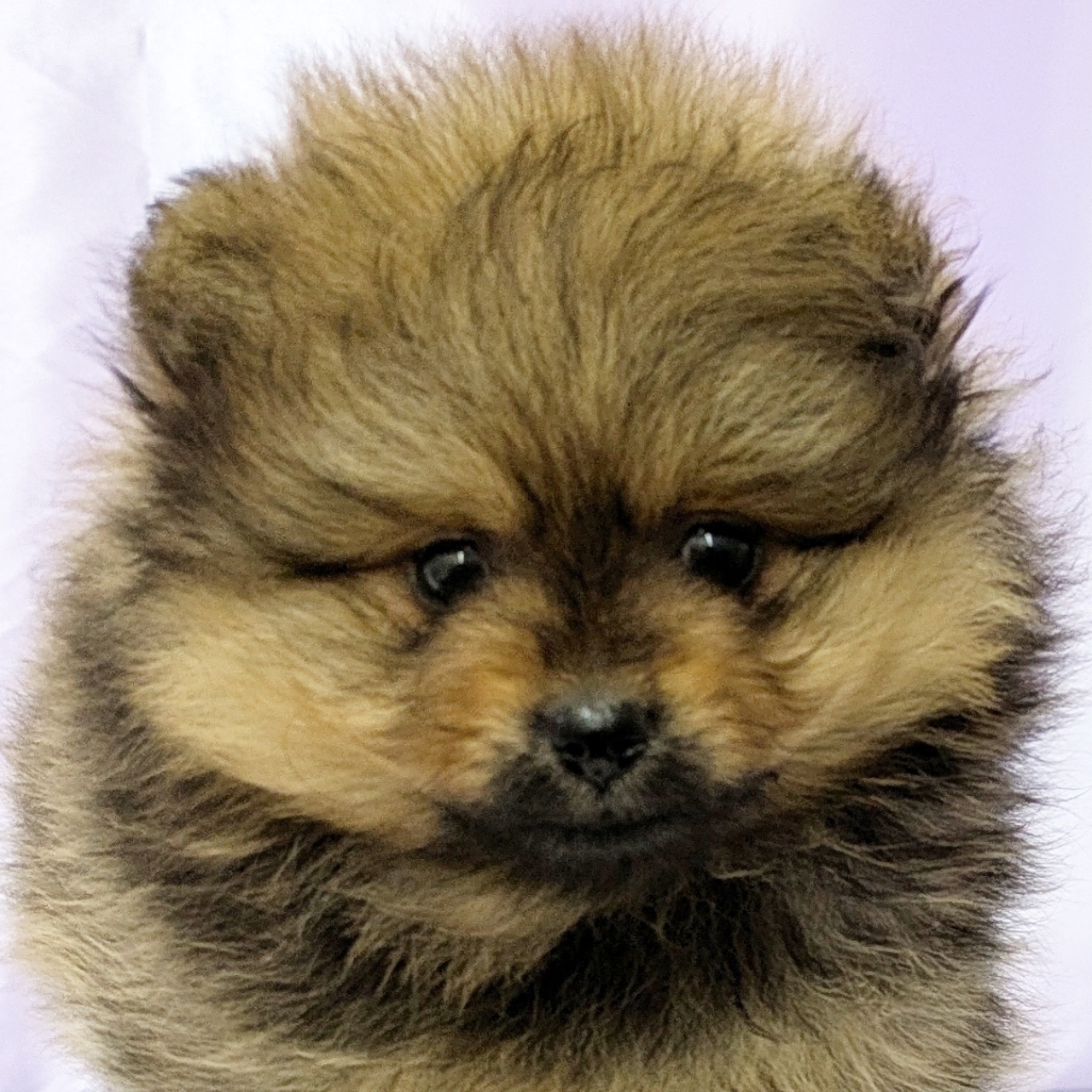 兵庫県のポメラニアン (犬の家＆猫の里尼崎店/2025年9月28日生まれ/男の子/オレンジ)の子犬の1枚目の画像