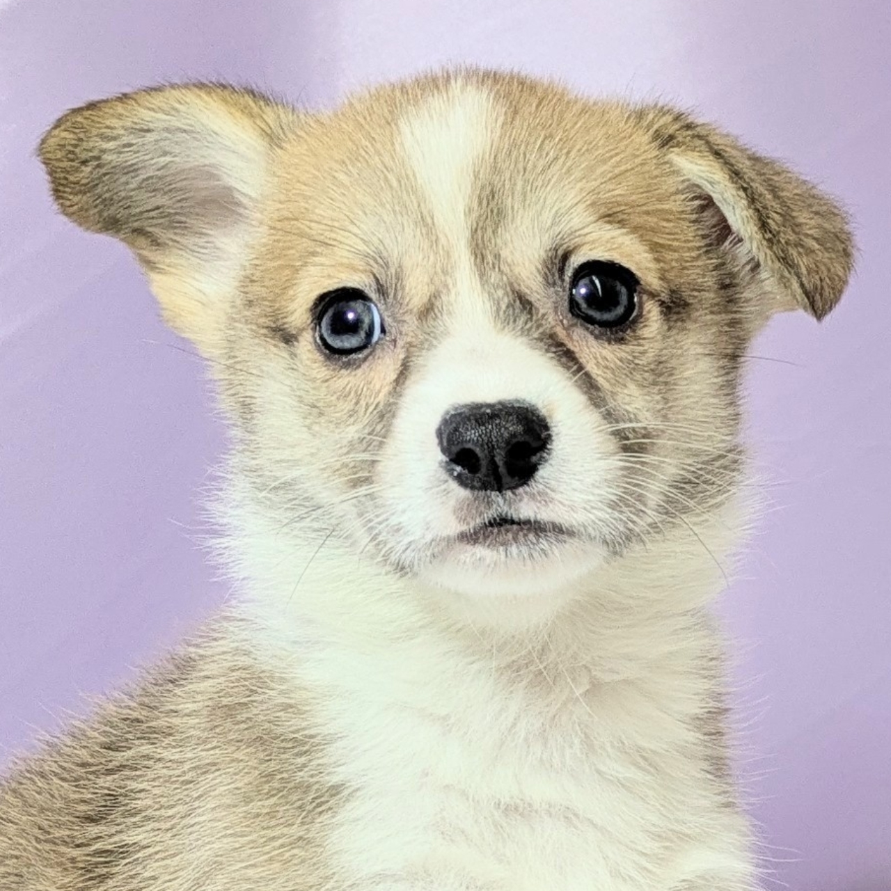 兵庫県のウェルシュコーギーペンブローク (犬の家＆猫の里尼崎店/2025年12月6日生まれ/女の子/セーブルホワイト)の子犬の1枚目の画像