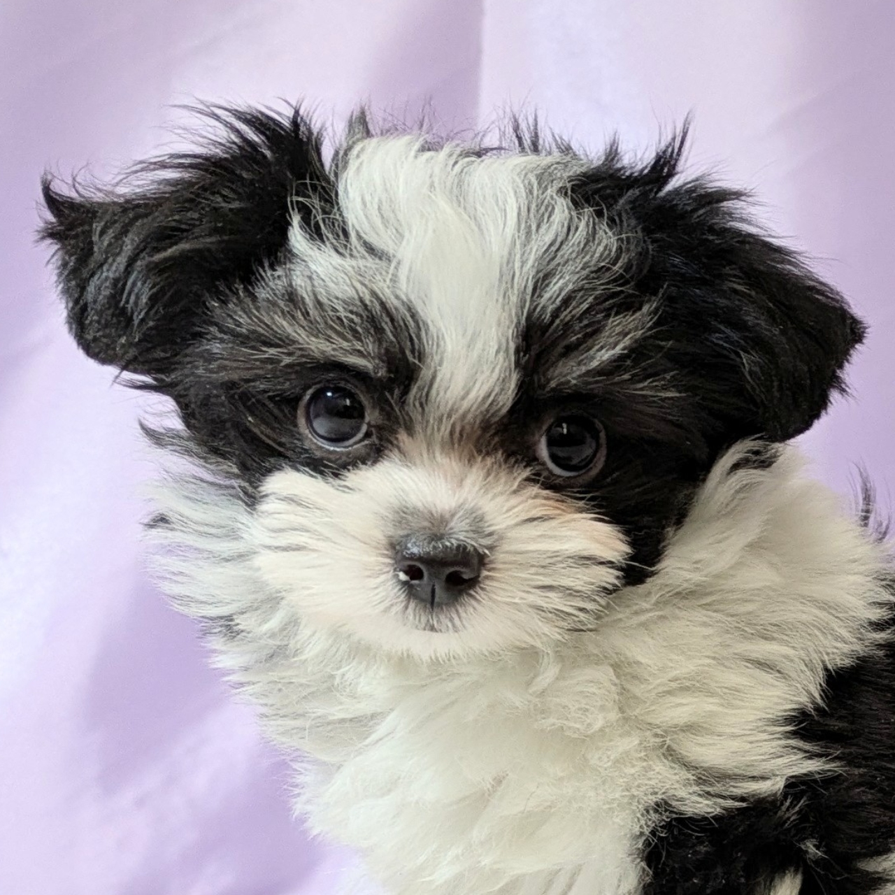 兵庫県のチワマル/マルチワ(チワワ×マルチーズ) (犬の家＆猫の里尼崎店/2025年12月11日生まれ/女の子/ブラックホワイト)の子犬の2枚目の画像