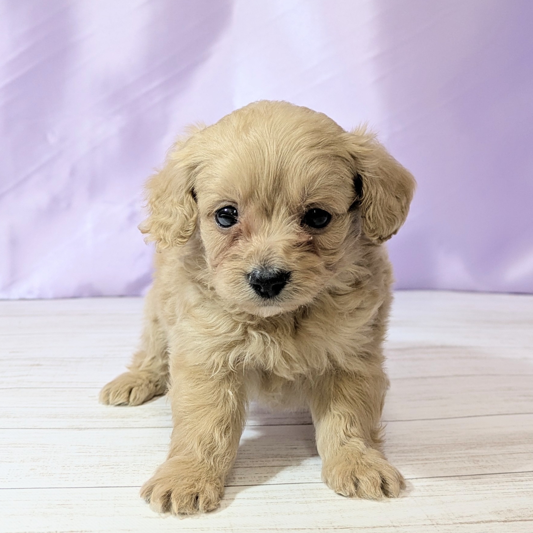 兵庫県のダップー(ダックス×プードル) (犬の家＆猫の里尼崎店/2025年12月19日生まれ/男の子/クリーム)の子犬の1枚目の画像