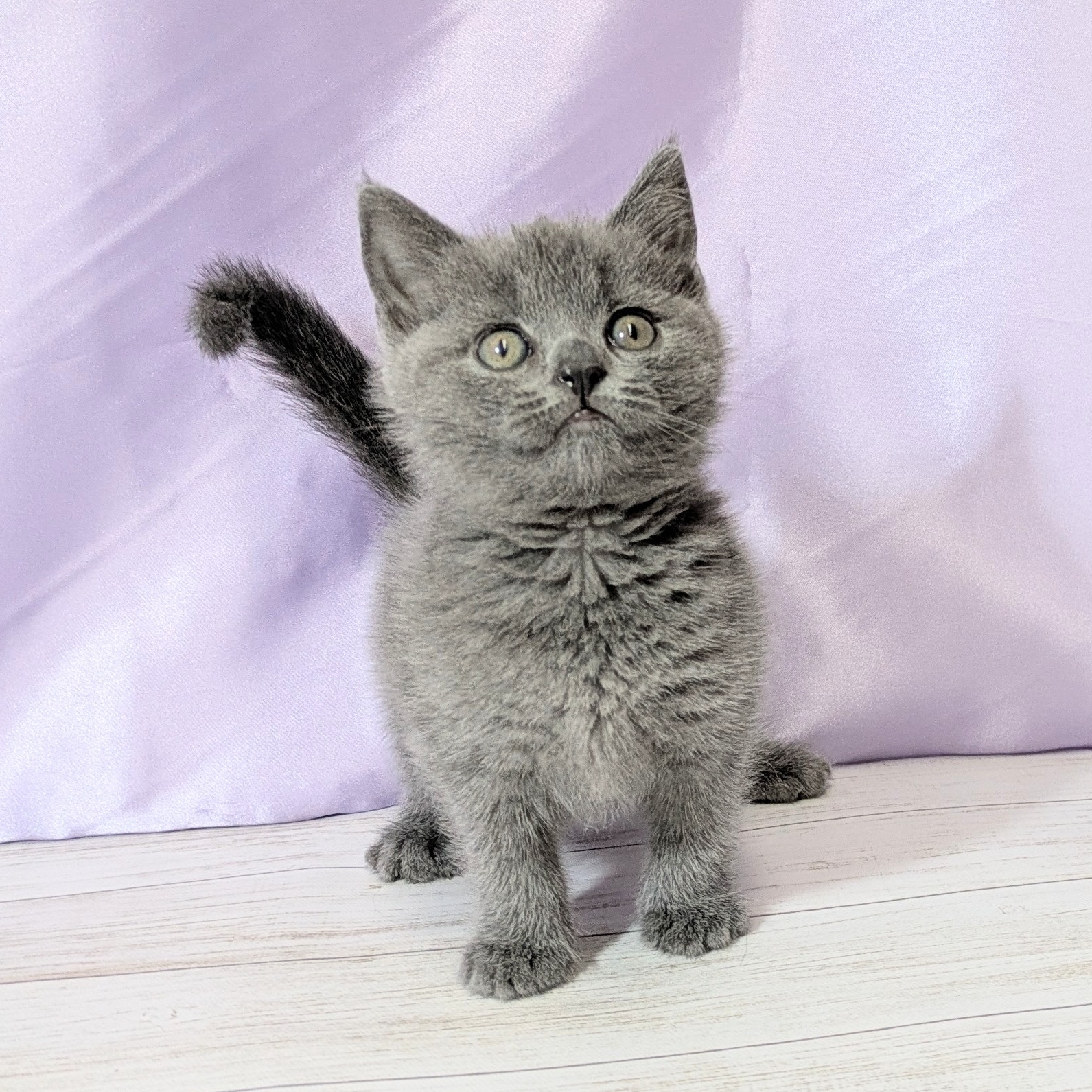 兵庫県のブリティッシュショートヘアー (犬の家＆猫の里尼崎店/2025年12月25日生まれ/女の子/ブルー)の子猫の1枚目の画像