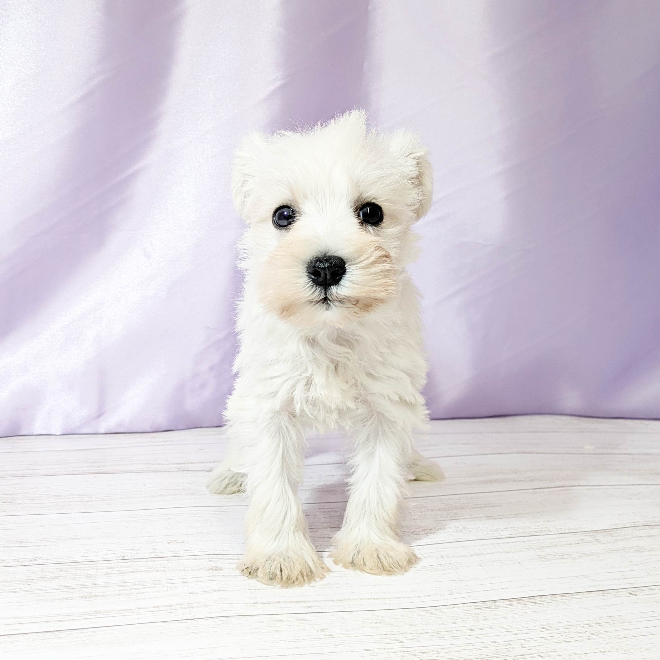 ミニチュアシュナウザー女の子の写真