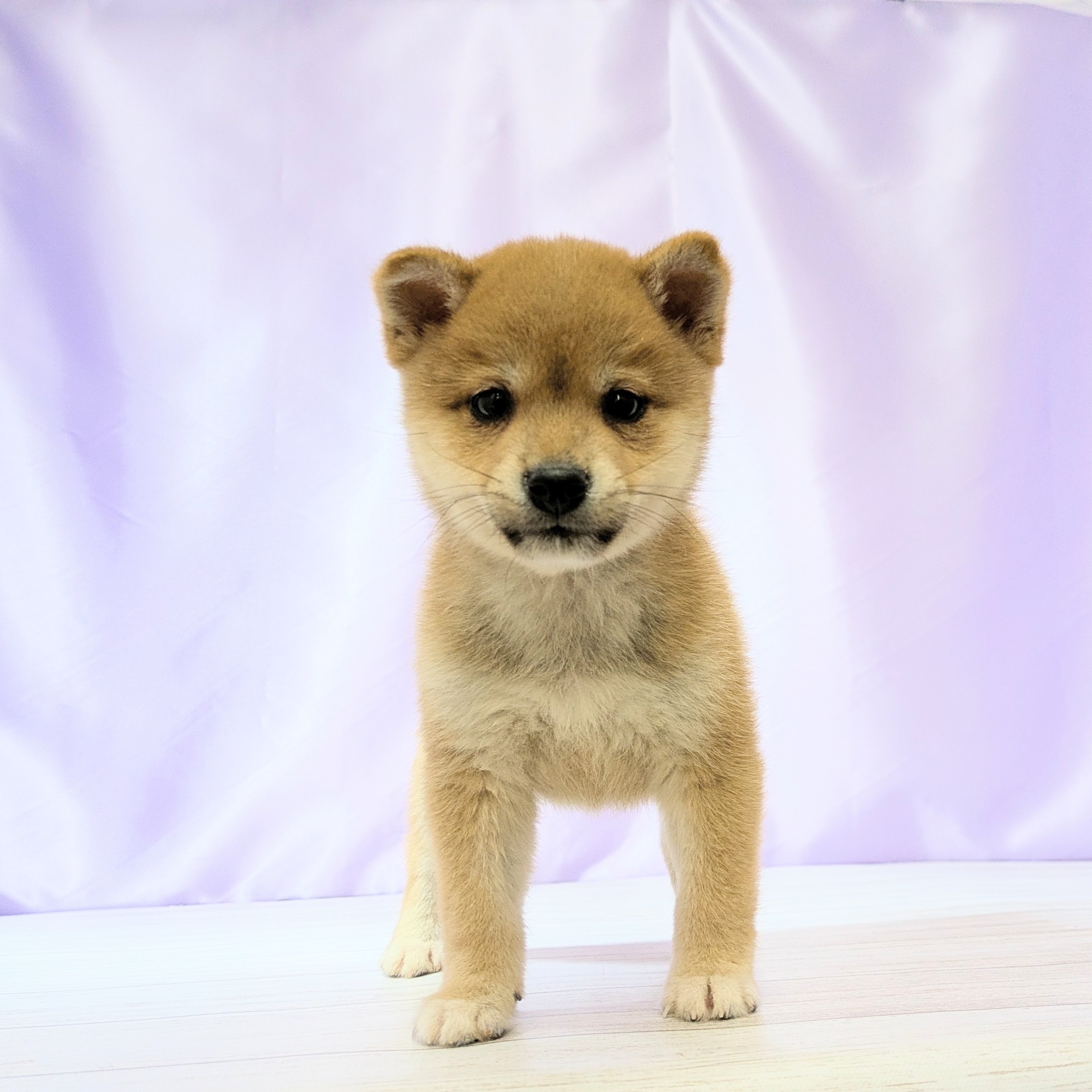 豆柴男の子の写真