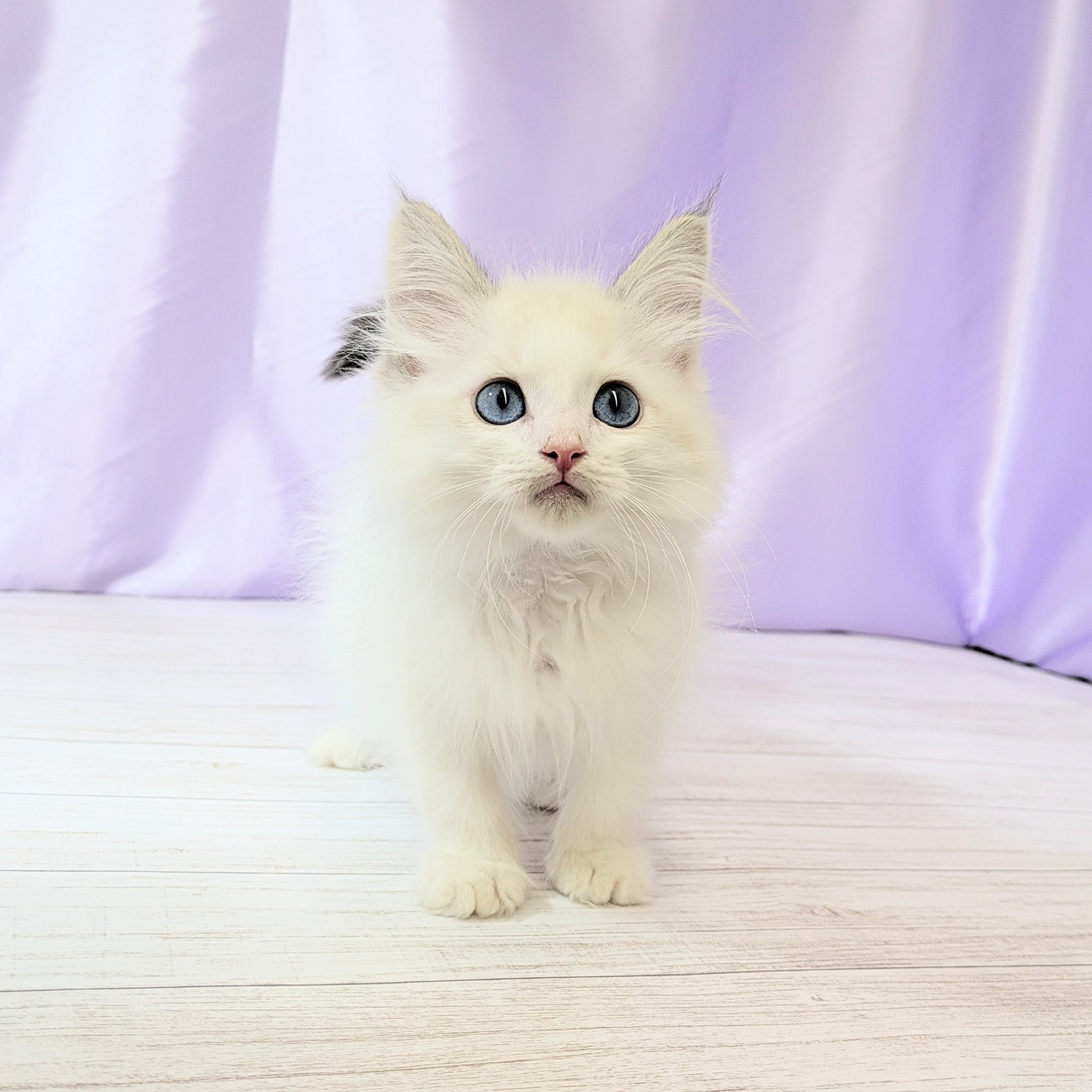 ラグドール男の子の写真