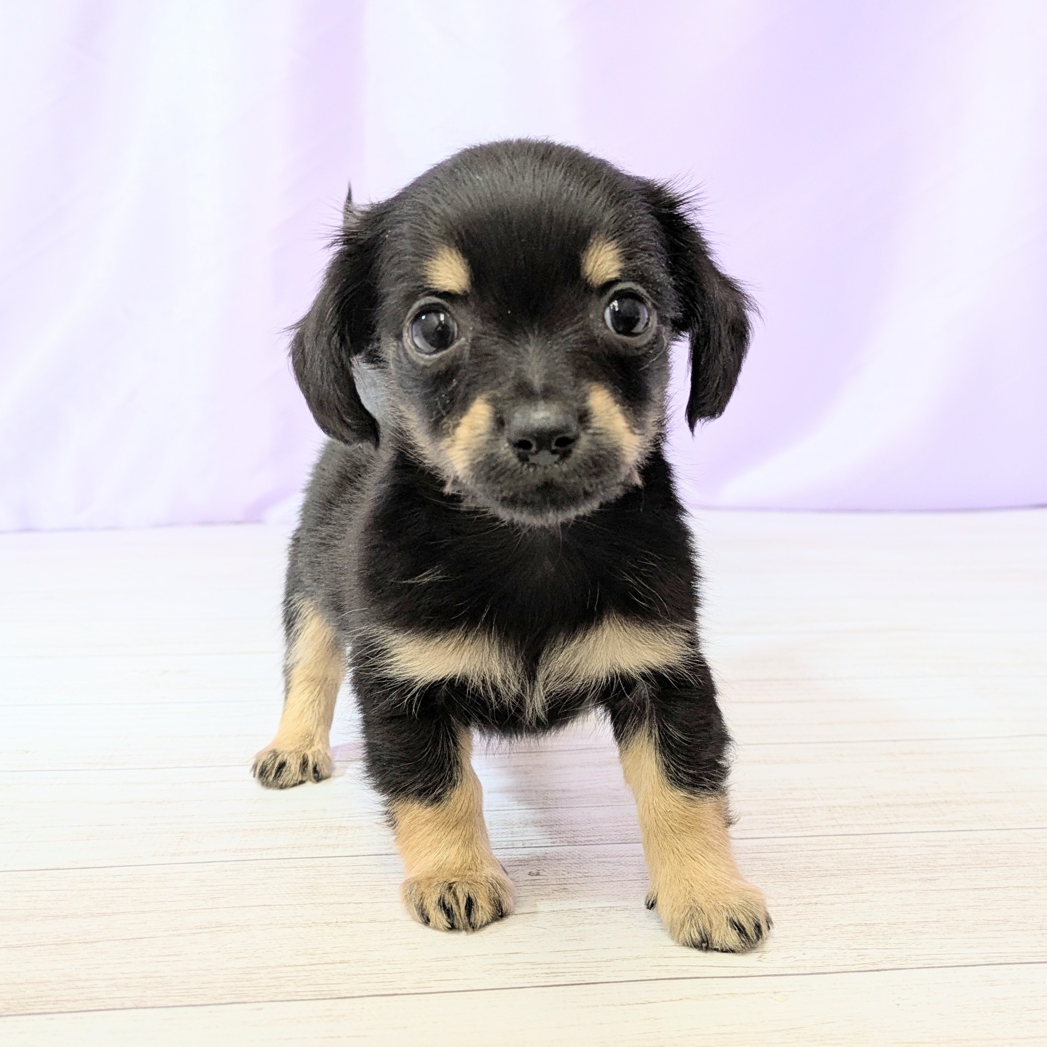 ハーフ犬男の子の写真