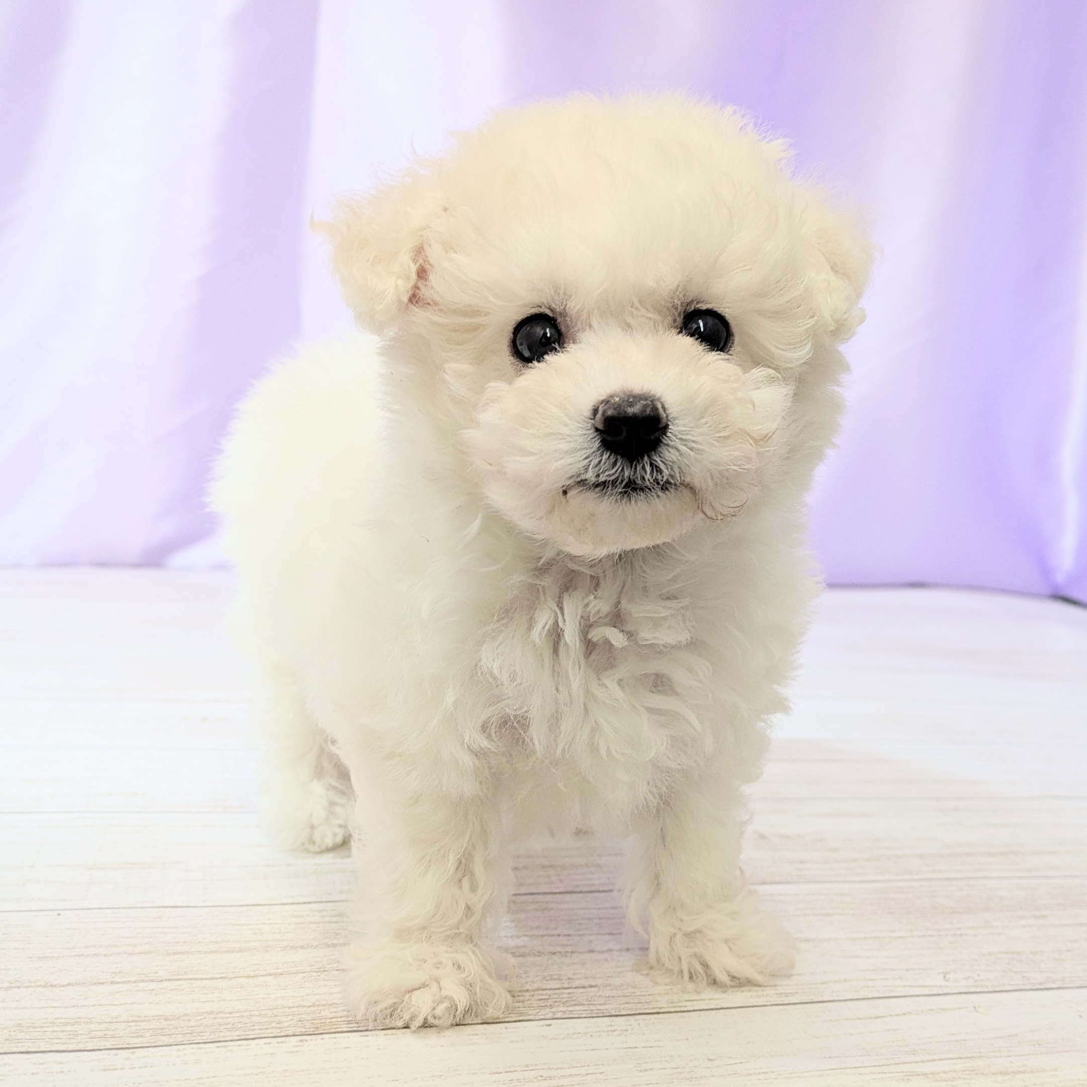 ビションフリーゼ女の子の写真