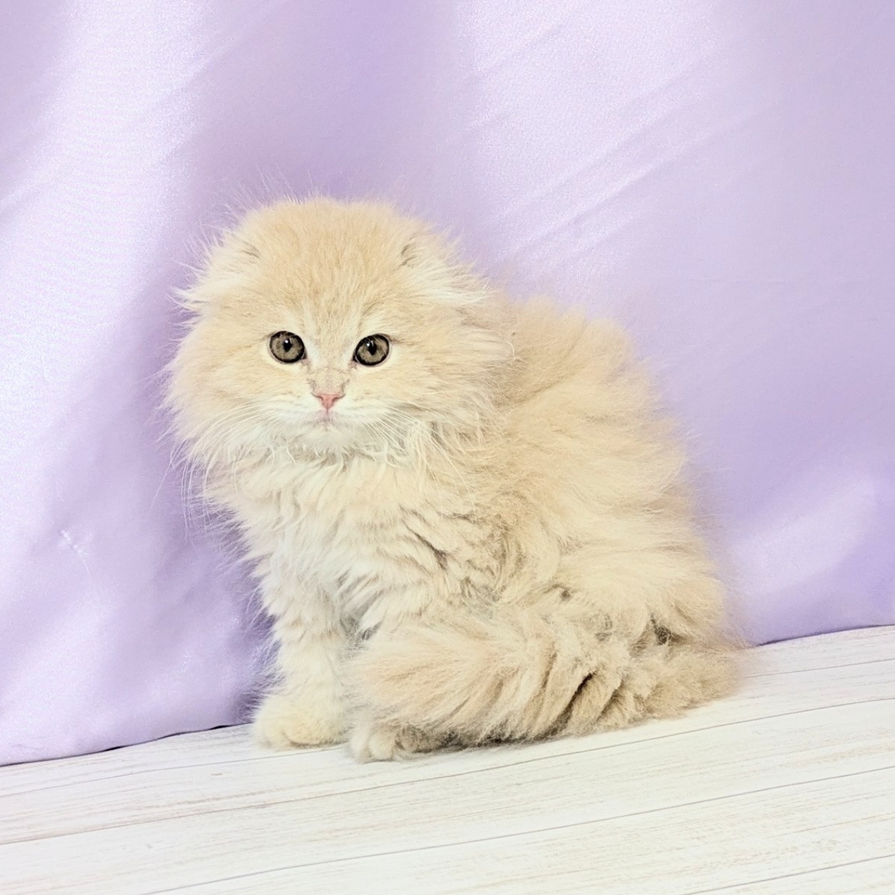 兵庫県のスコティッシュフォールド (犬の家＆猫の里尼崎店/2026年1月20日生まれ/男の子/クリームタビーホワイト)の子猫の1枚目の画像