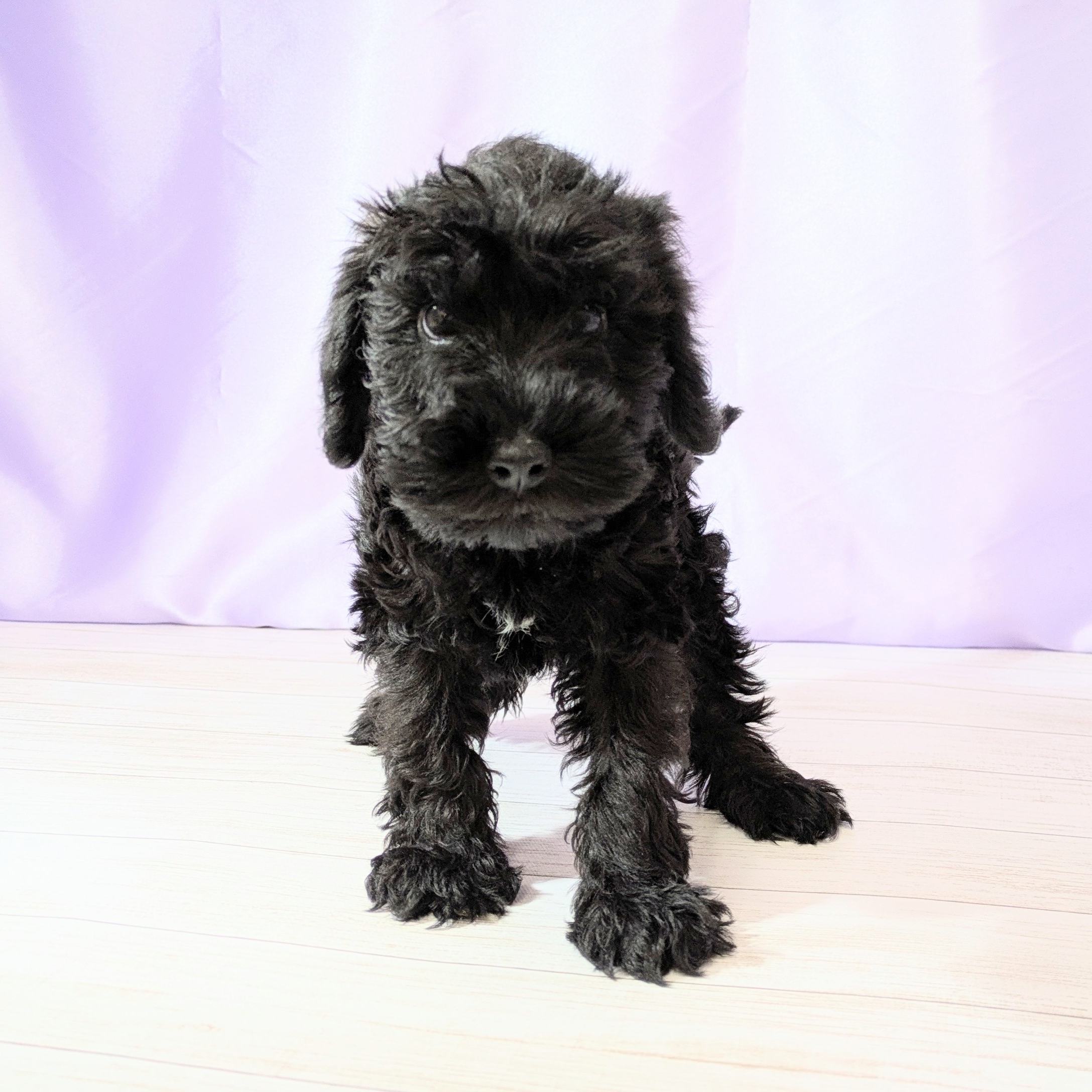 兵庫県のシュナプー(シュナウザー×プードル) (犬の家＆猫の里尼崎店/2026年1月22日生まれ/男の子/ブラック)の子犬の1枚目の画像