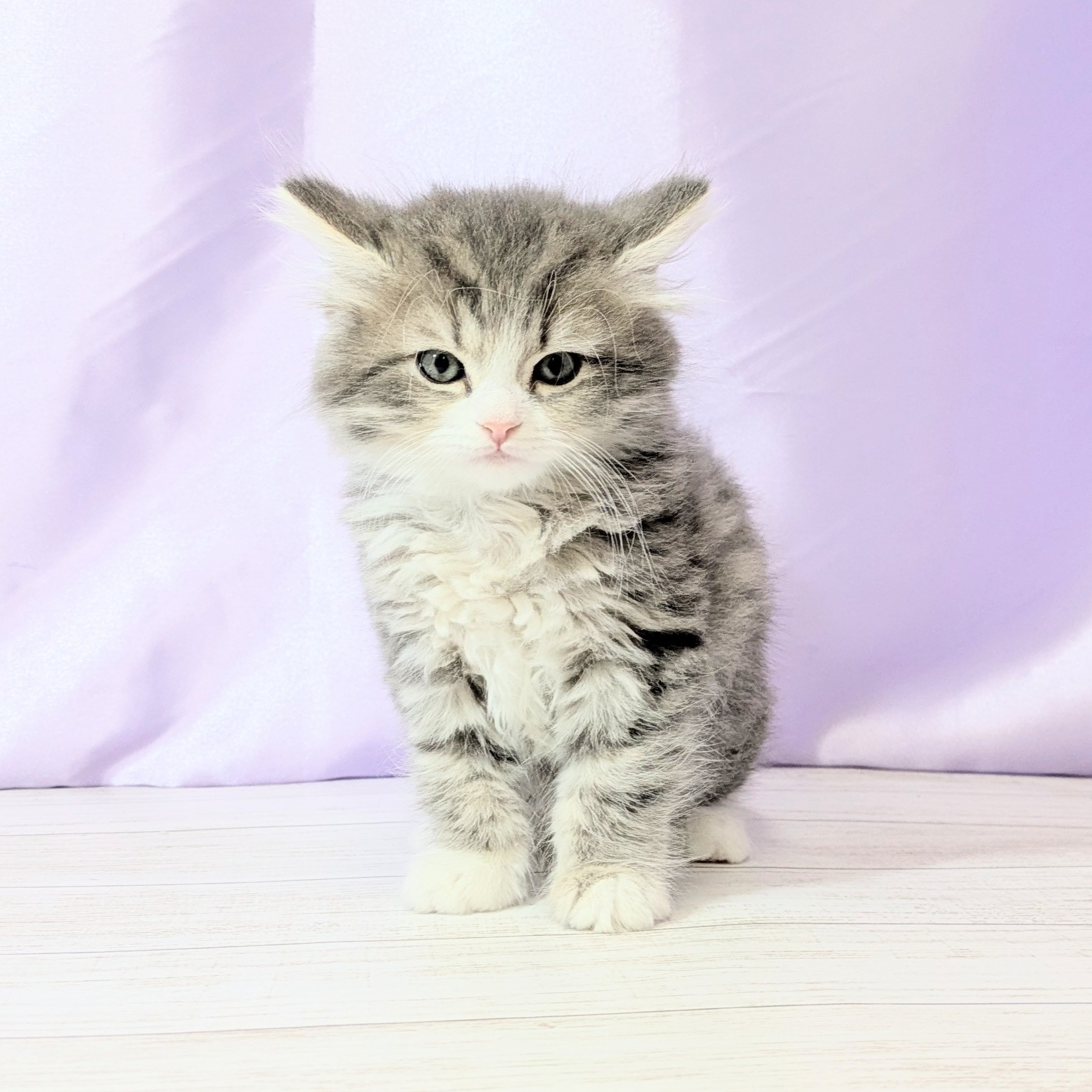 兵庫県のミヌエット (犬の家＆猫の里尼崎店/2026年1月23日生まれ/女の子/ブルーパッチドタビーホワイト)の子猫の1枚目の画像