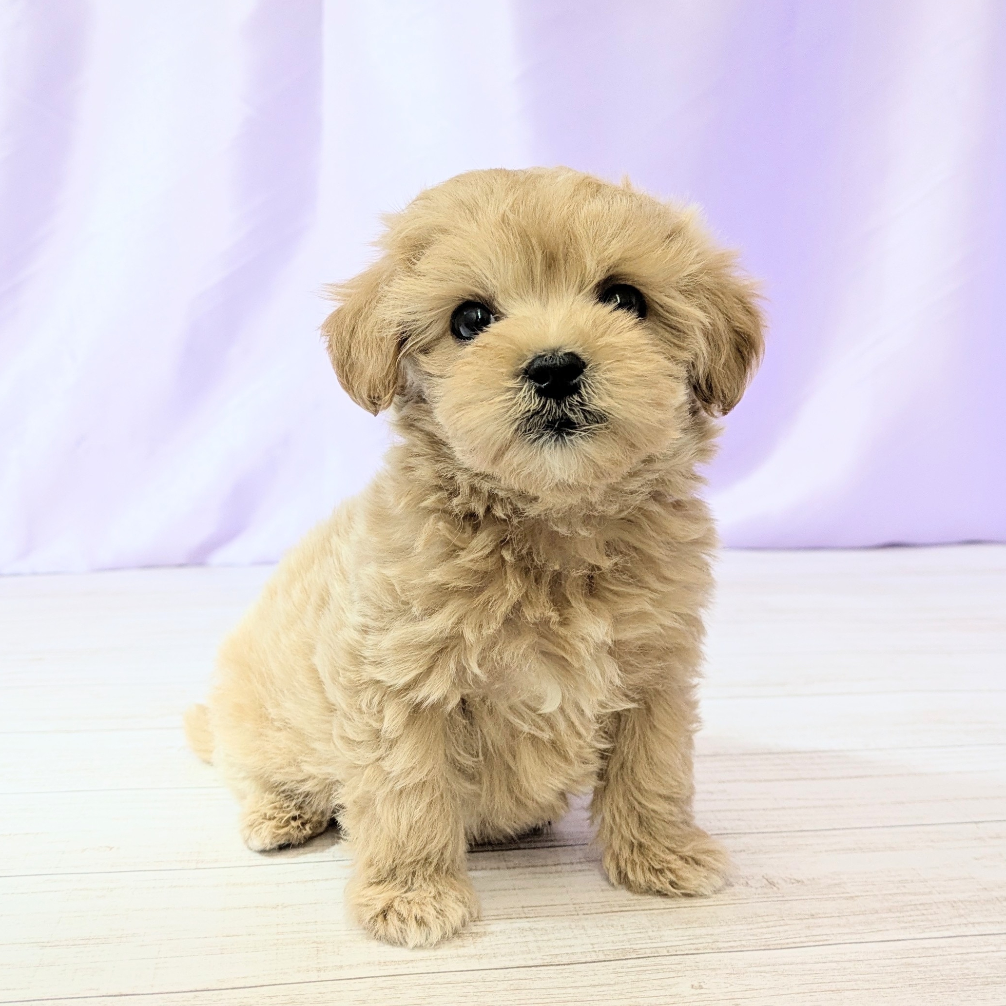 兵庫県のマルプー(マルチーズ×プードル) (犬の家＆猫の里尼崎店/2026年1月23日生まれ/男の子/クリーム)の子犬の1枚目の画像