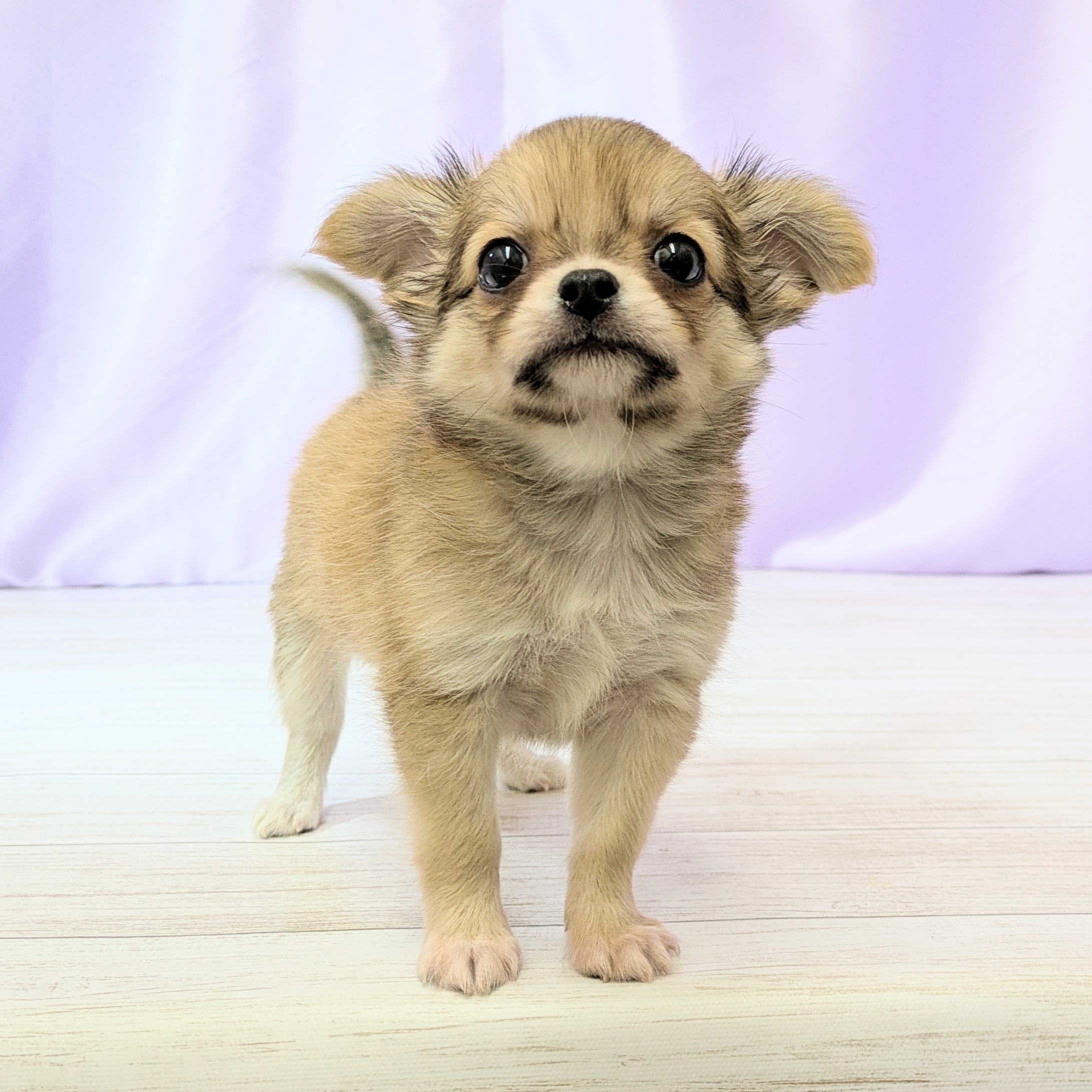 兵庫県のチワワ(ロング) (犬の家＆猫の里尼崎店/2026年1月24日生まれ/男の子/フォーン)の子犬の1枚目の画像