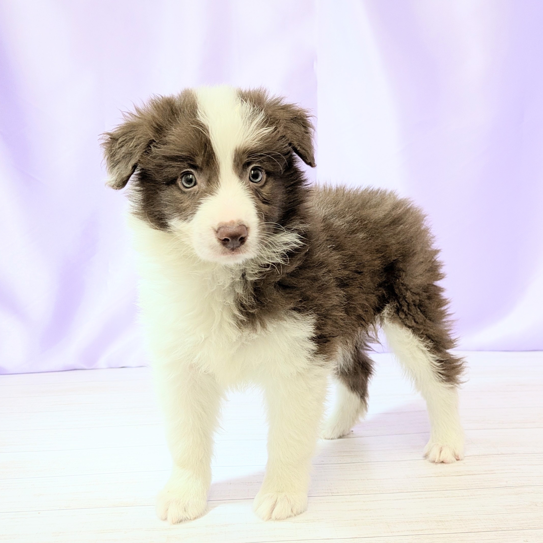 兵庫県のボーダーコリー (犬の家＆猫の里尼崎店/2026年1月27日生まれ/女の子/チョコレートホワイト)の子犬の1枚目の画像