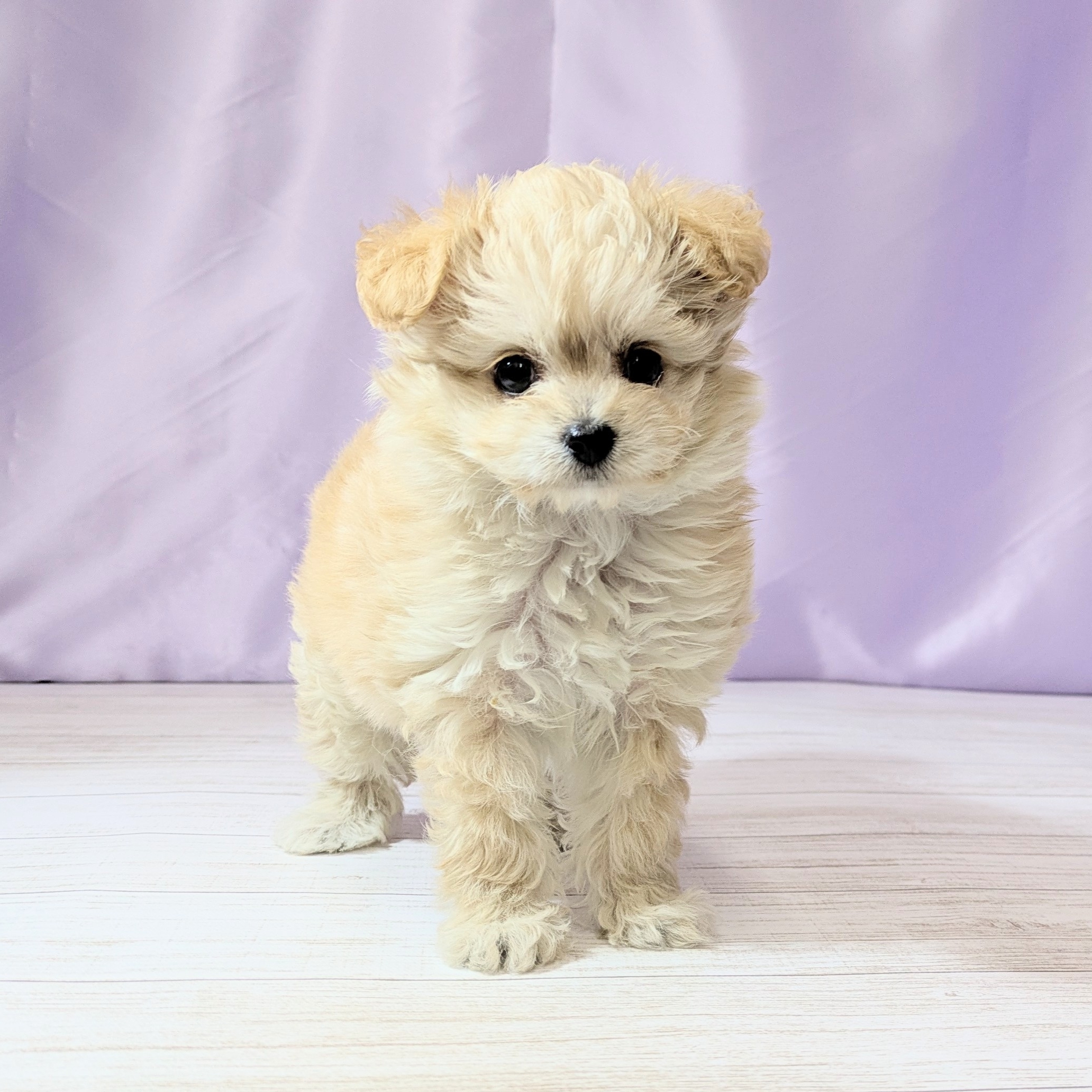 兵庫県のチワプー/プーチー(チワワ×プードル) (犬の家＆猫の里尼崎店/2026年1月25日生まれ/女の子/アプリコット)の子犬の1枚目の画像