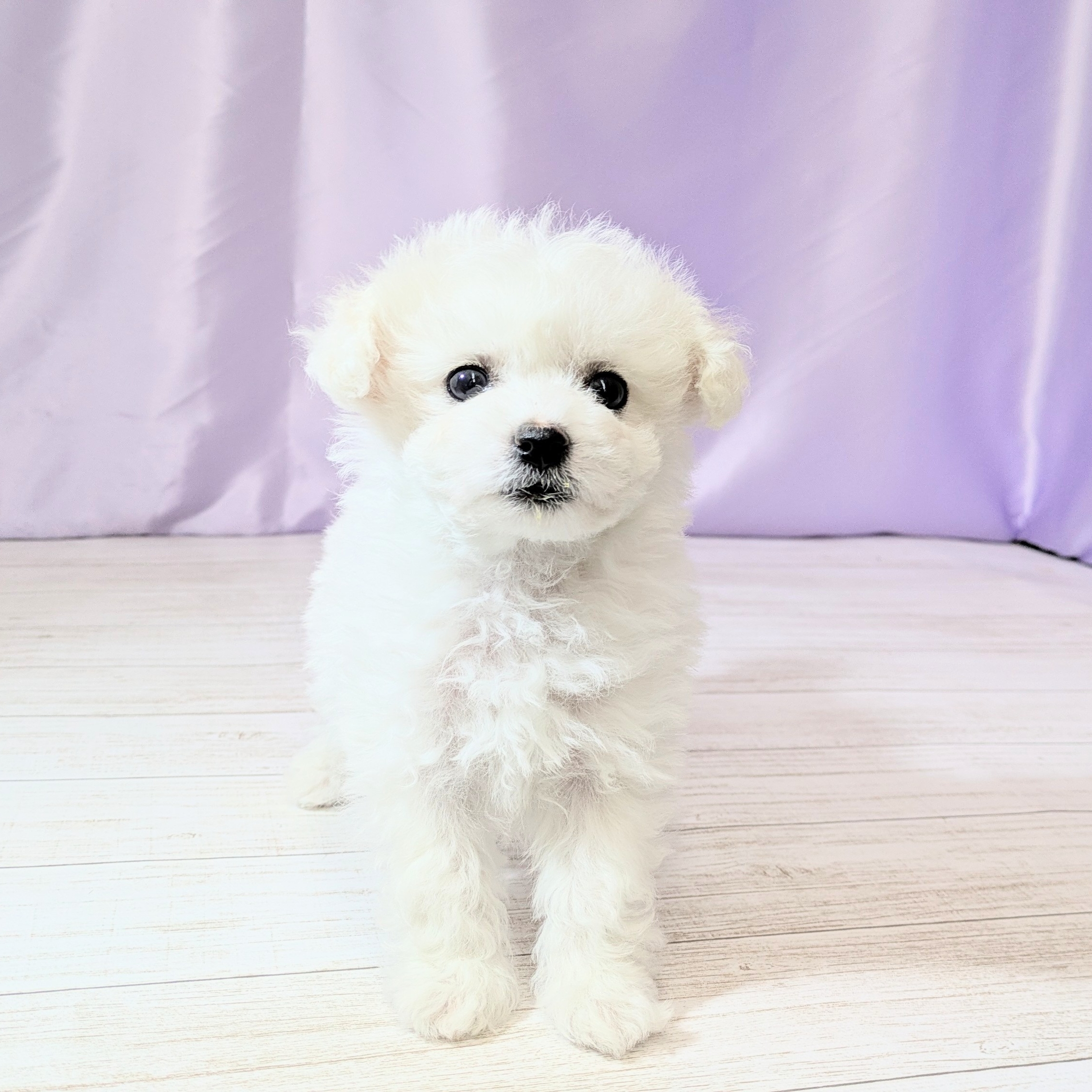 兵庫県のビションフリーゼ (犬の家＆猫の里尼崎店/2026年2月3日生まれ/女の子/ホワイト)の子犬の1枚目の画像