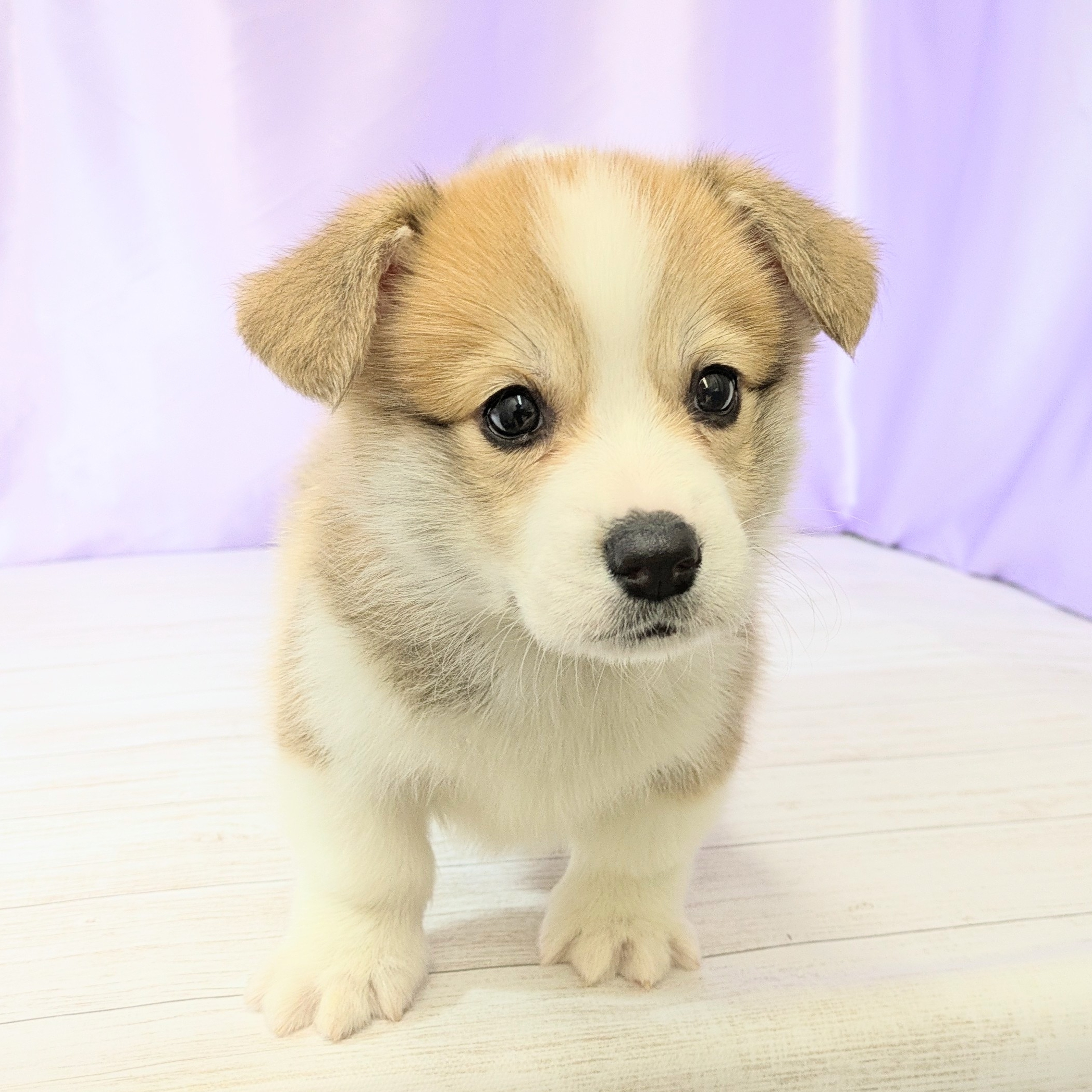 兵庫県のウェルシュコーギーペンブローク (犬の家＆猫の里尼崎店/2026年2月5日生まれ/男の子/セーブルホワイト)の子犬の1枚目の画像