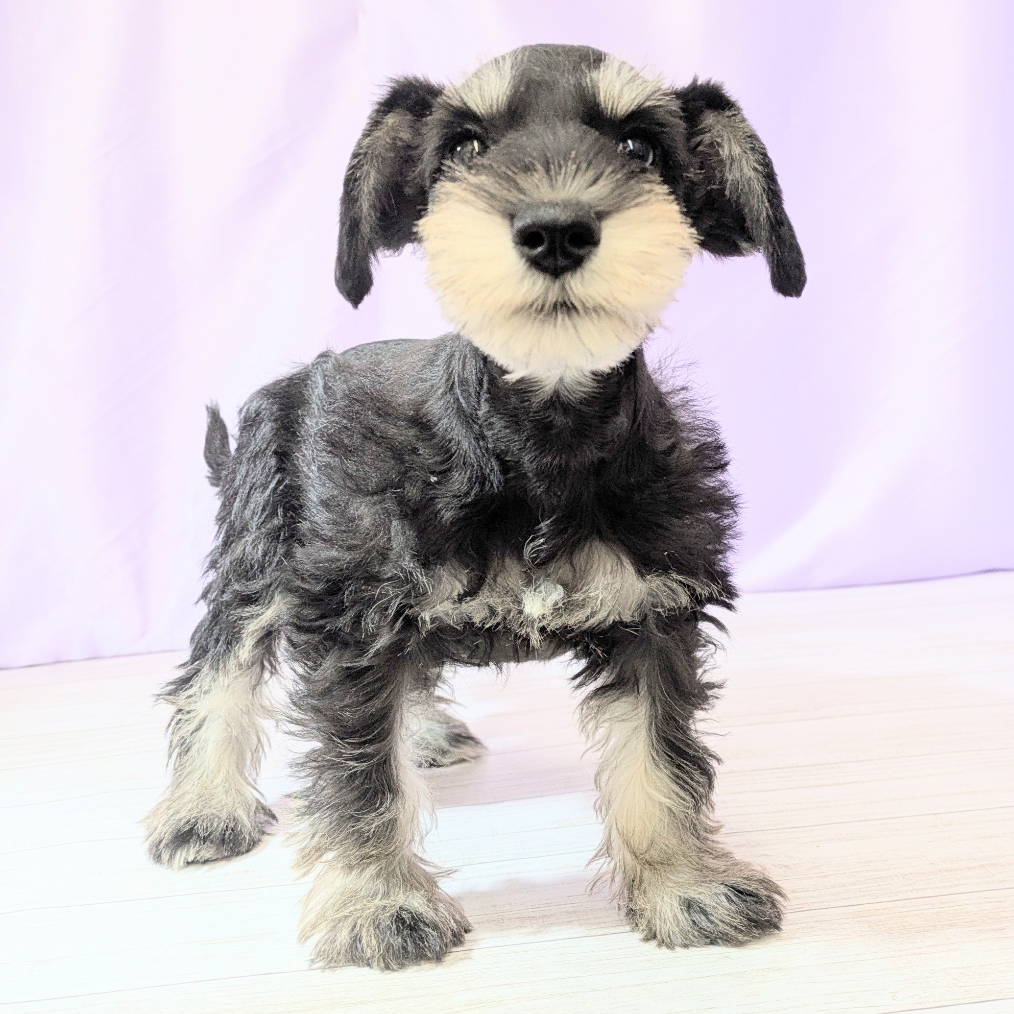 兵庫県のミニチュアシュナウザー (犬の家＆猫の里尼崎店/2026年2月6日生まれ/女の子/ブラックシルバー)の子犬の2枚目の画像