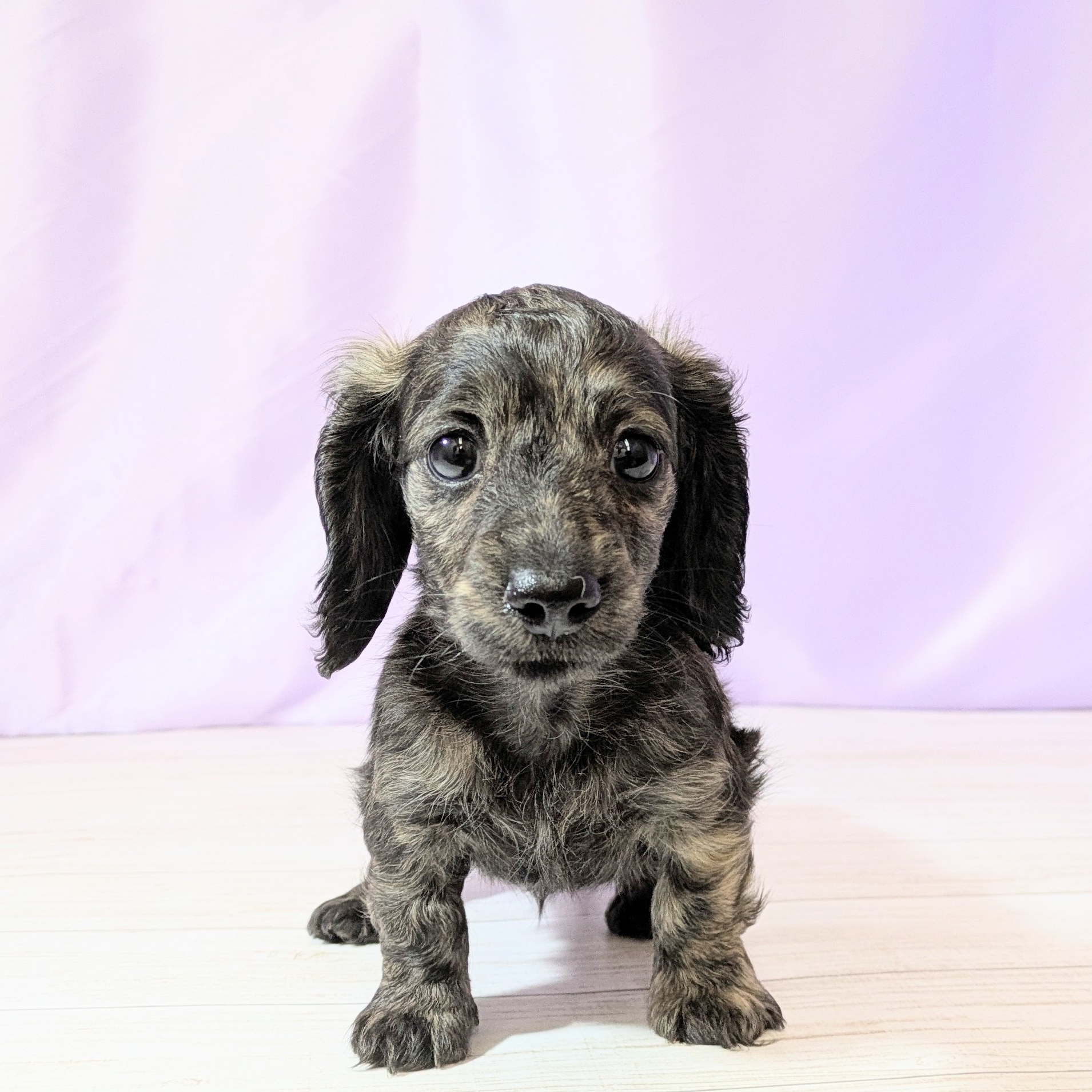 兵庫県のカニンヘンダックスフンド(ロング) (犬の家＆猫の里尼崎店/2026年1月31日生まれ/女の子/ブリンドル)の子犬の1枚目の画像