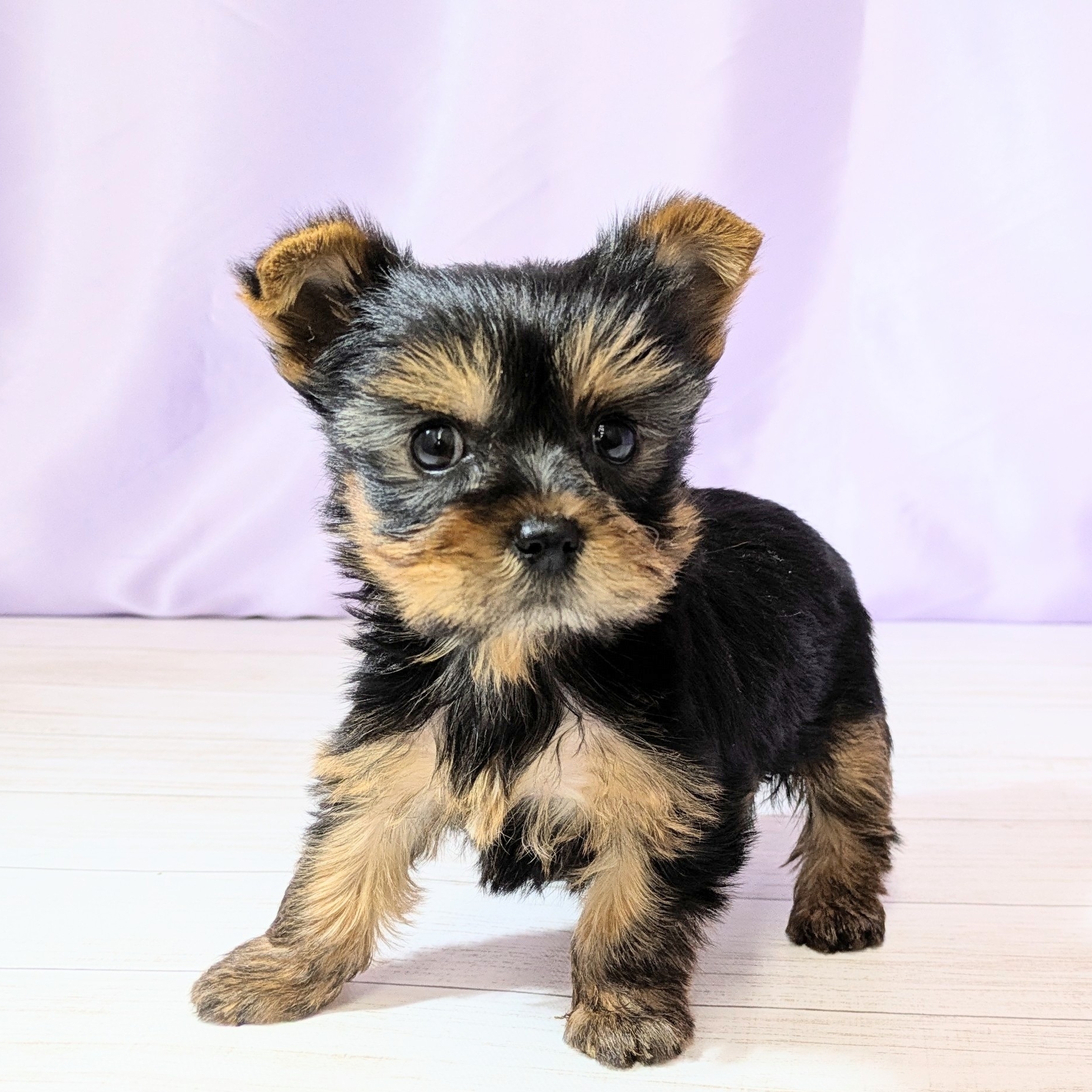 兵庫県のヨークシャーテリア (犬の家＆猫の里尼崎店/2026年2月13日生まれ/女の子/スチールブルータン)の子犬の1枚目の画像