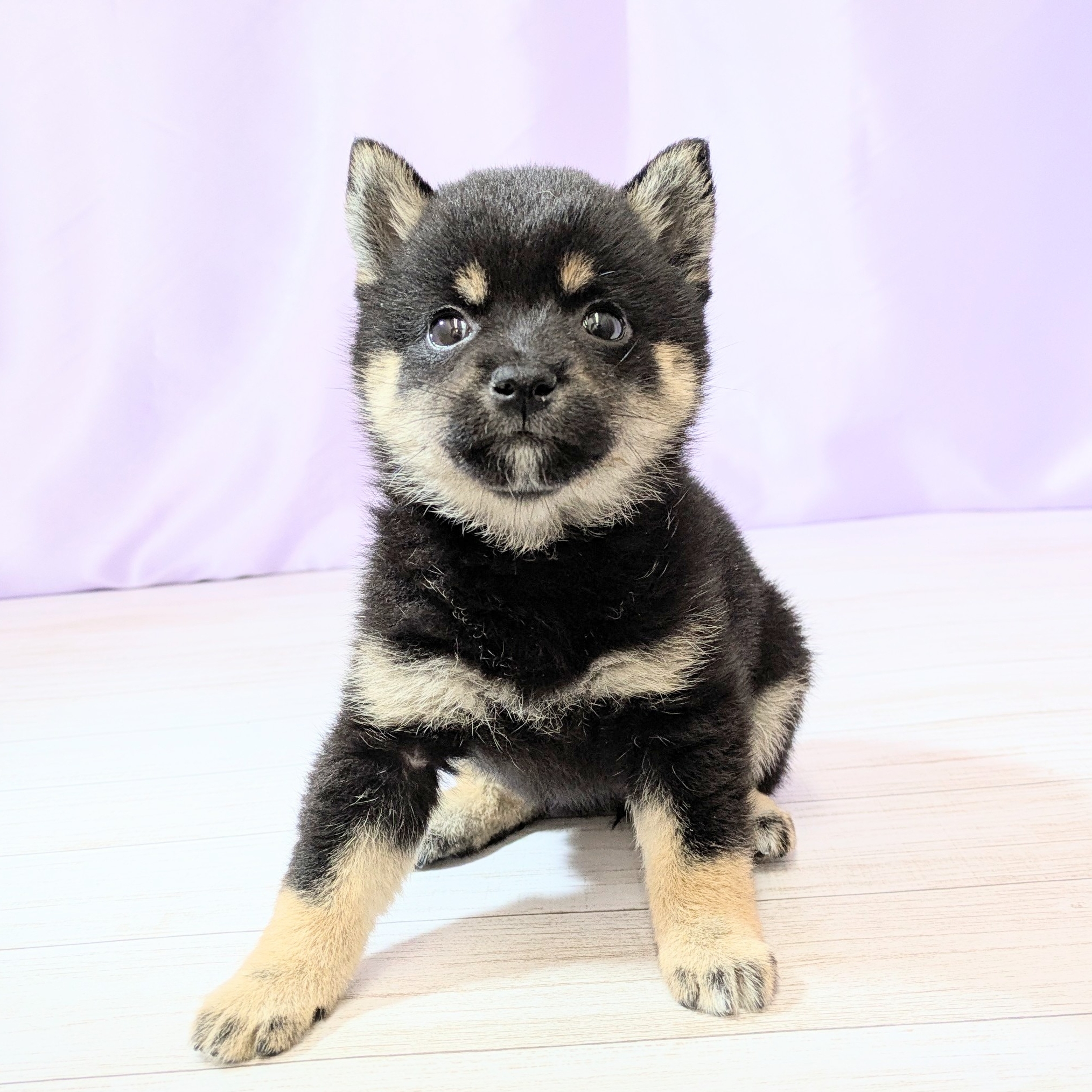 兵庫県の豆柴 (犬の家＆猫の里尼崎店/2026年2月14日生まれ/女の子/黒)の子犬の1枚目の画像